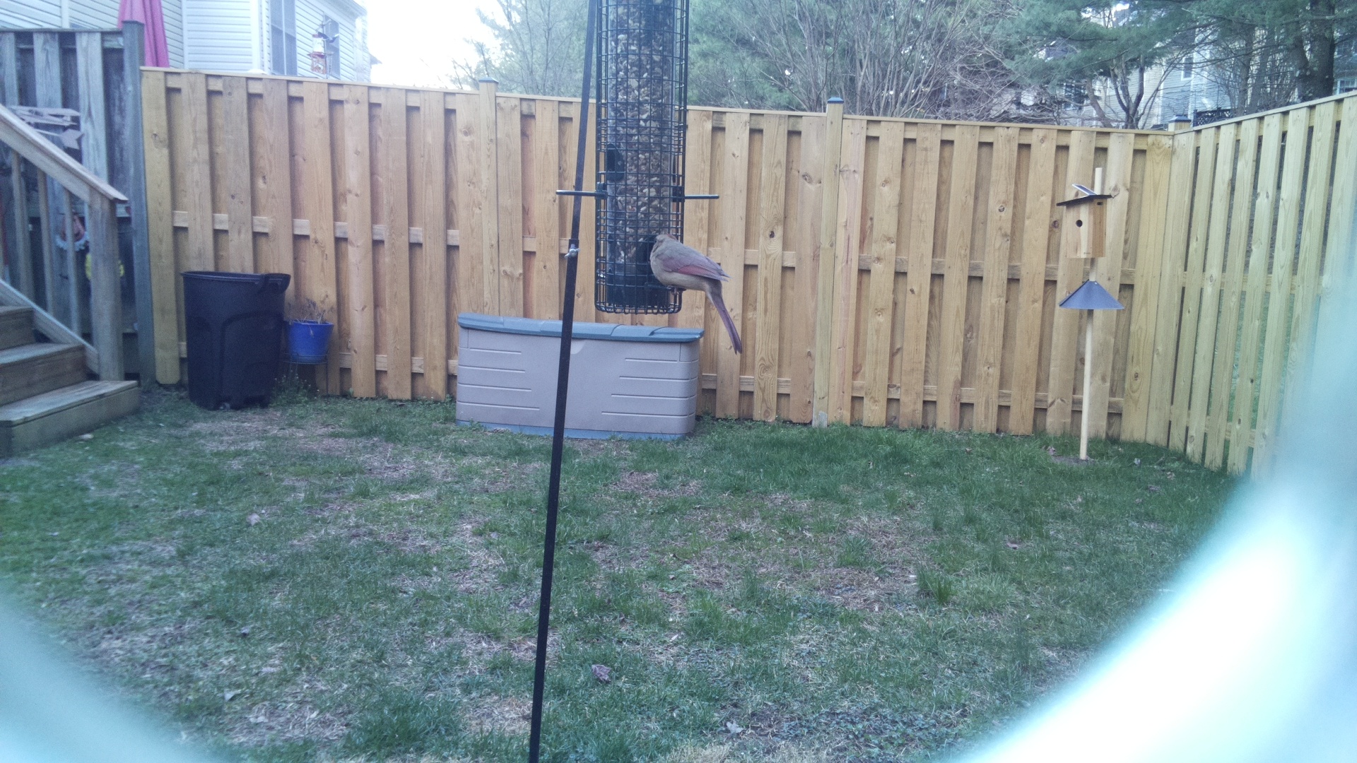 Grey Headed Chachalaca