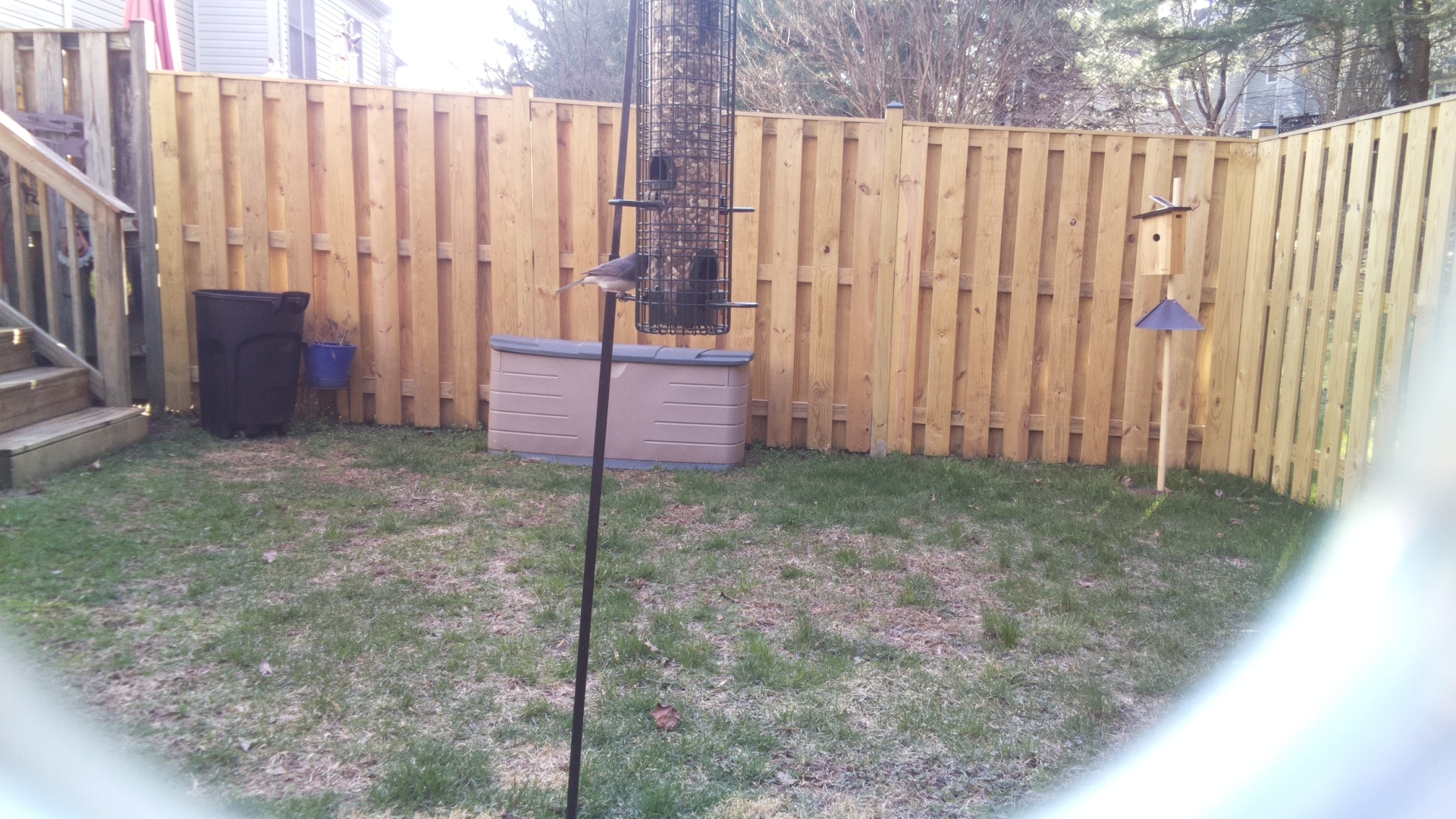 Blue Gray Gnatcatcher