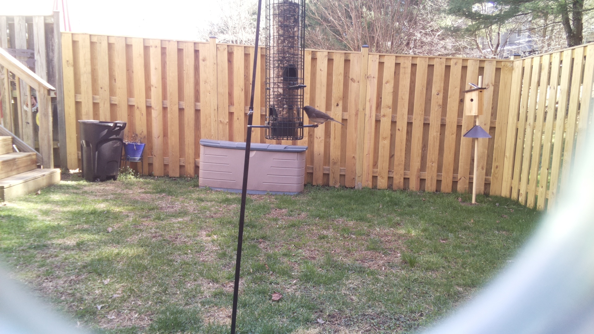 Grey Headed Chachalaca