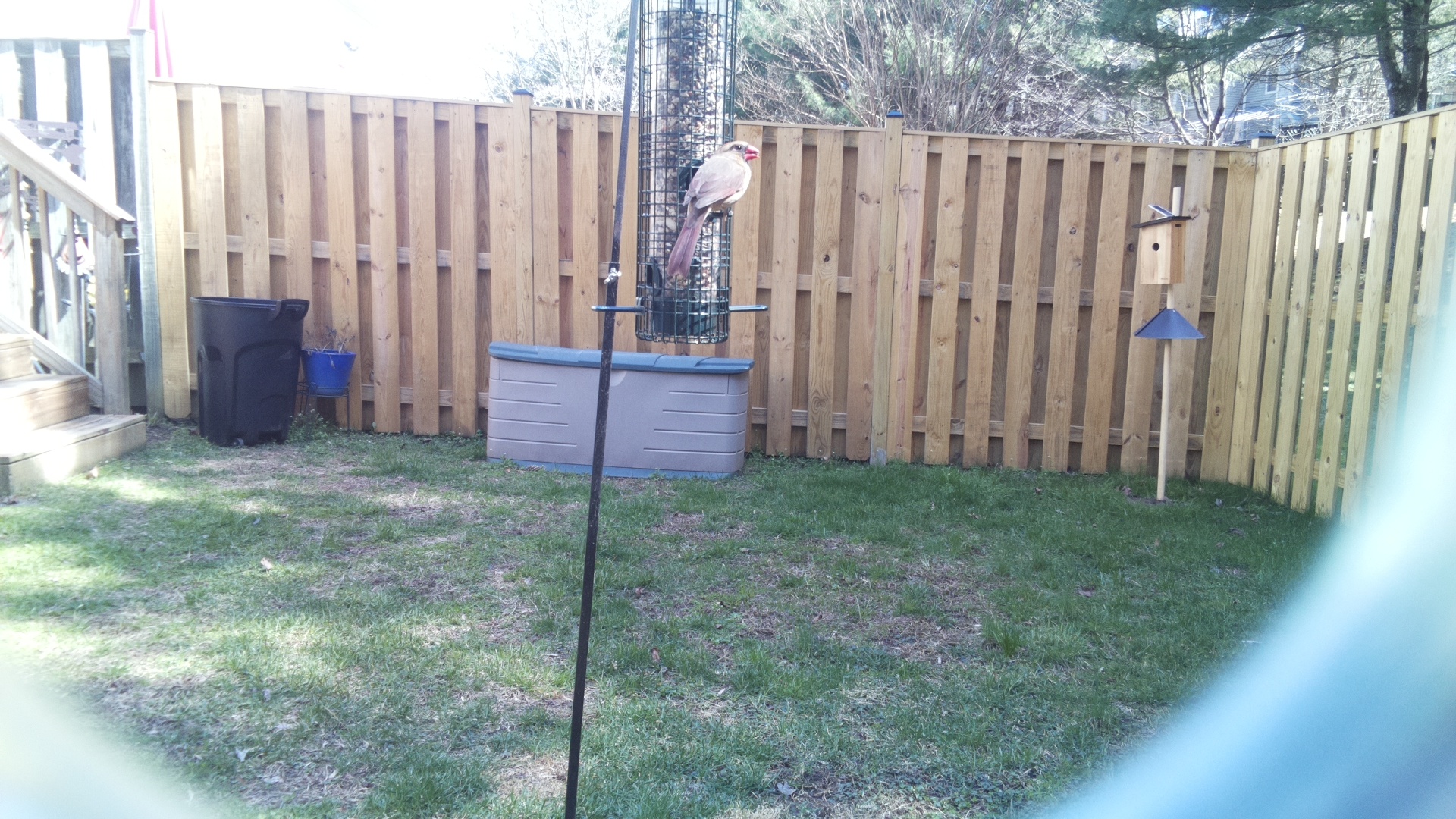 Rose Breasted Cockatoo