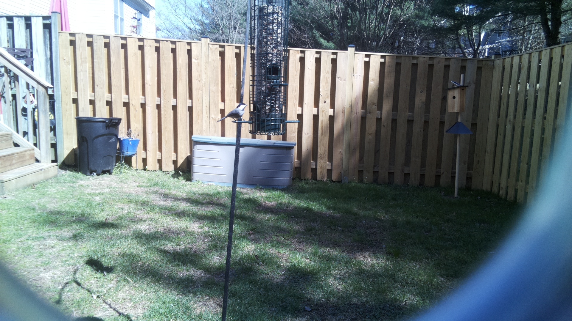 Black Breasted Puffbird