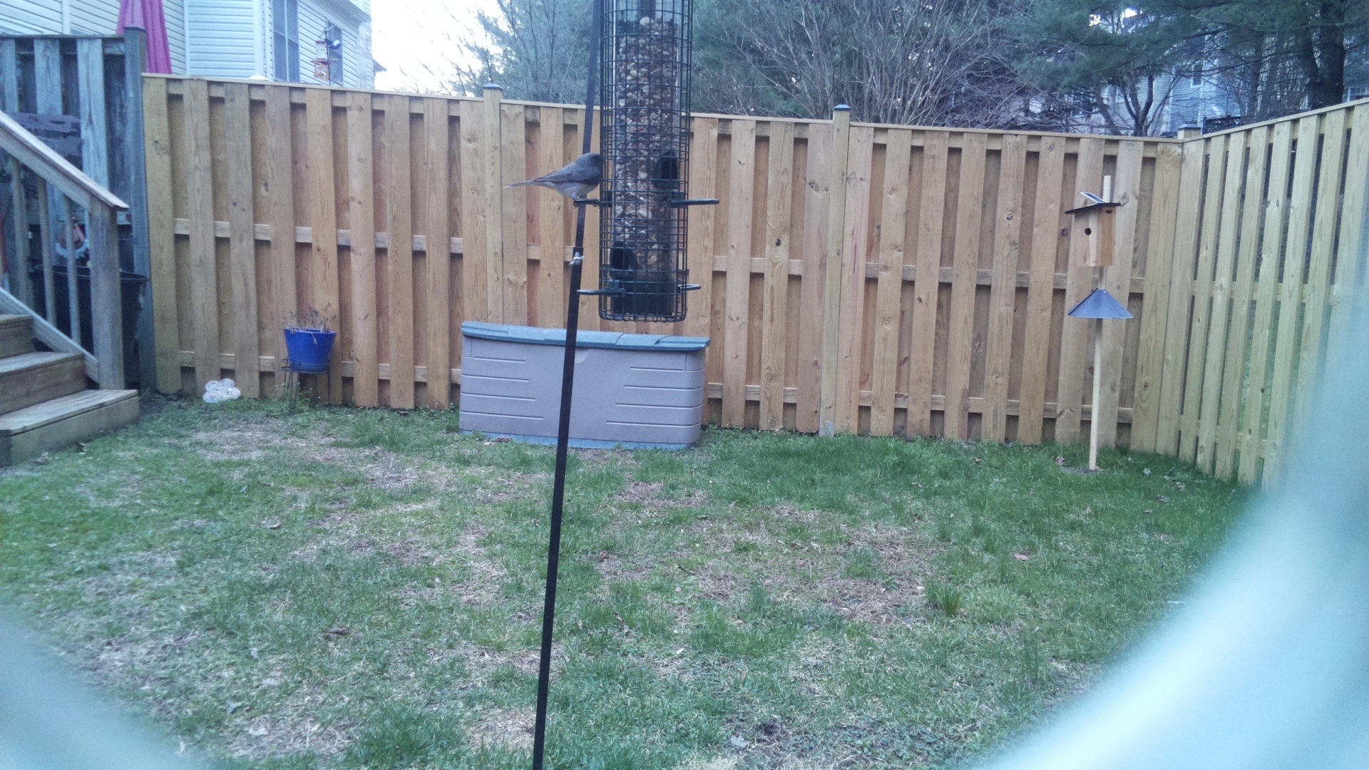 Blue Gray Gnatcatcher