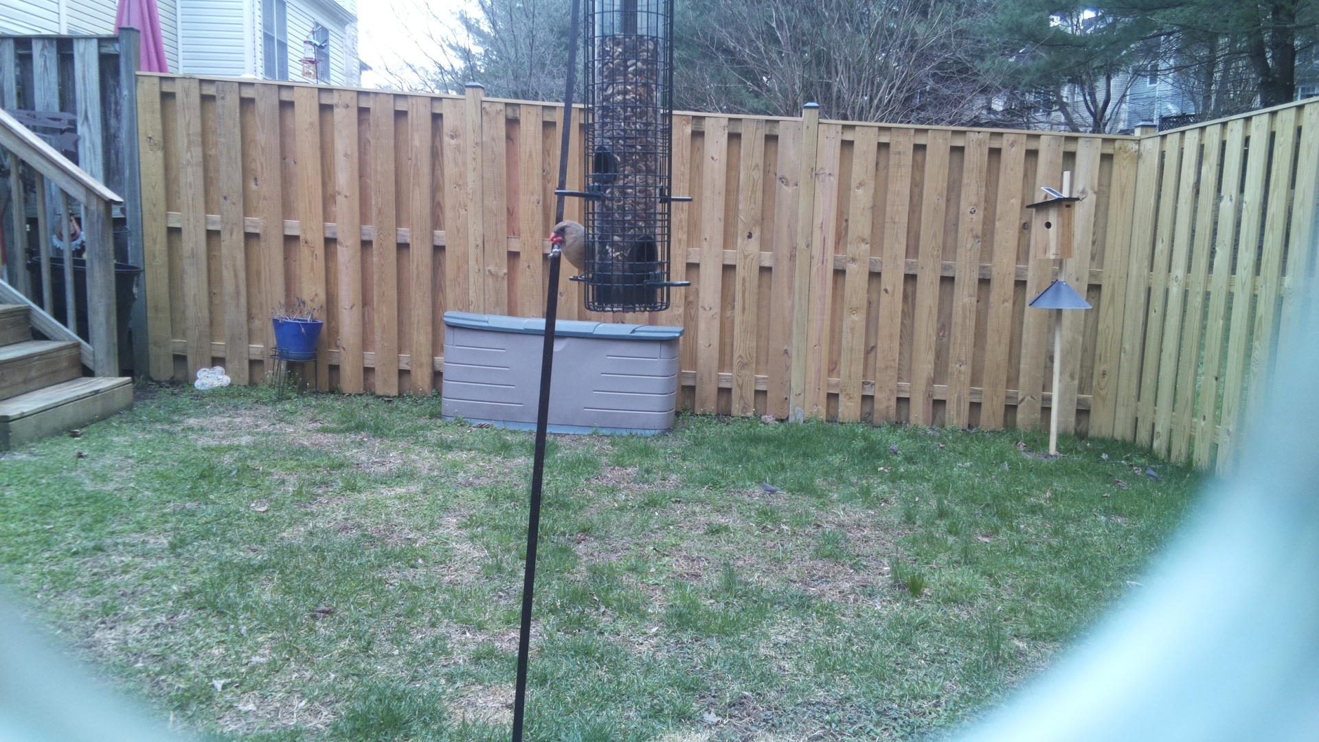 Rose Breasted Cockatoo