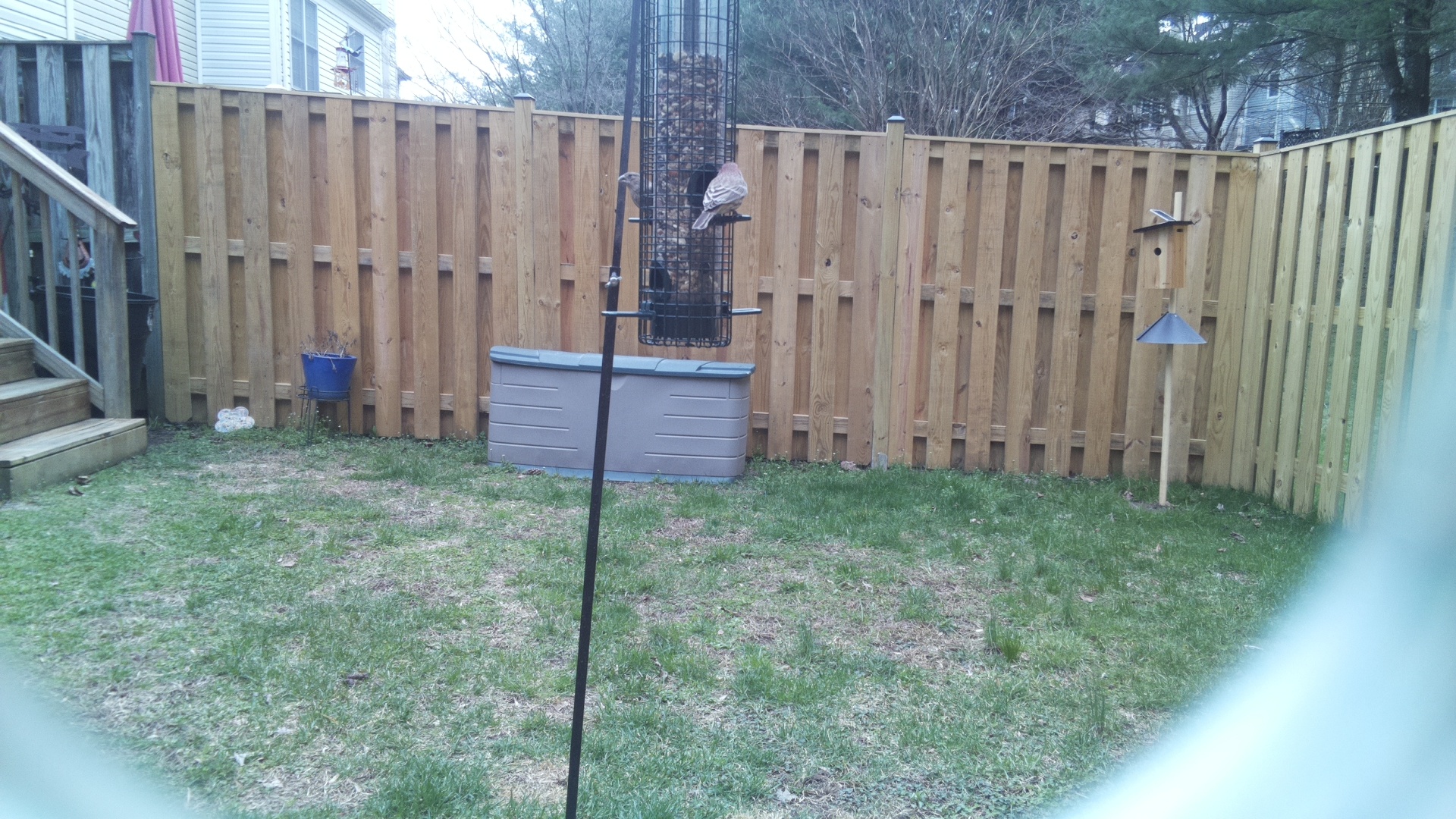 Rose Breasted Cockatoo