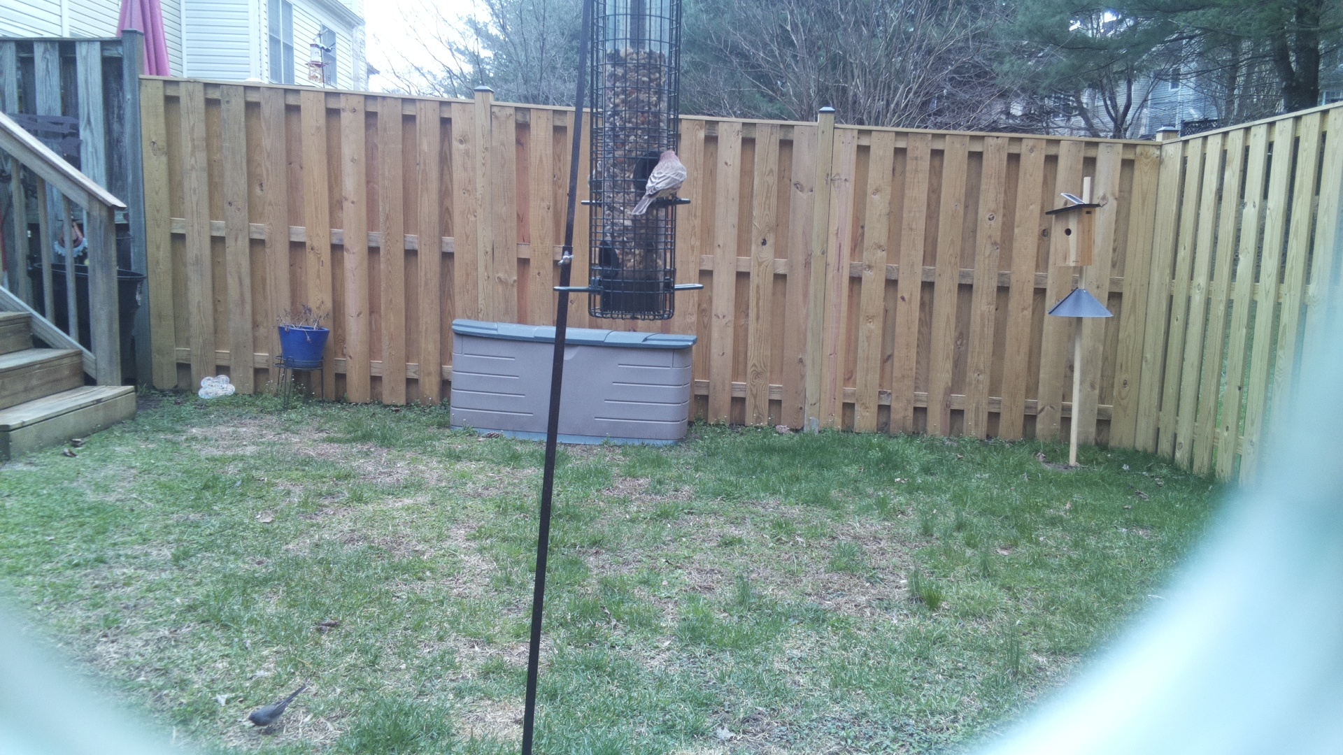 Rose Breasted Cockatoo