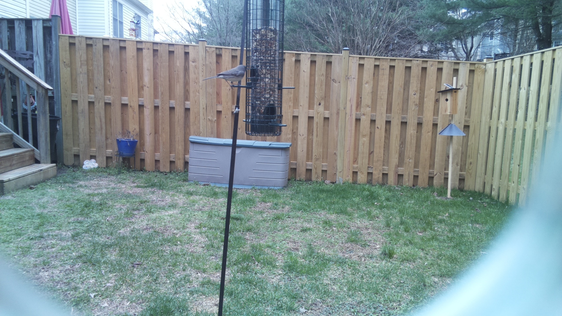 Blue Gray Gnatcatcher