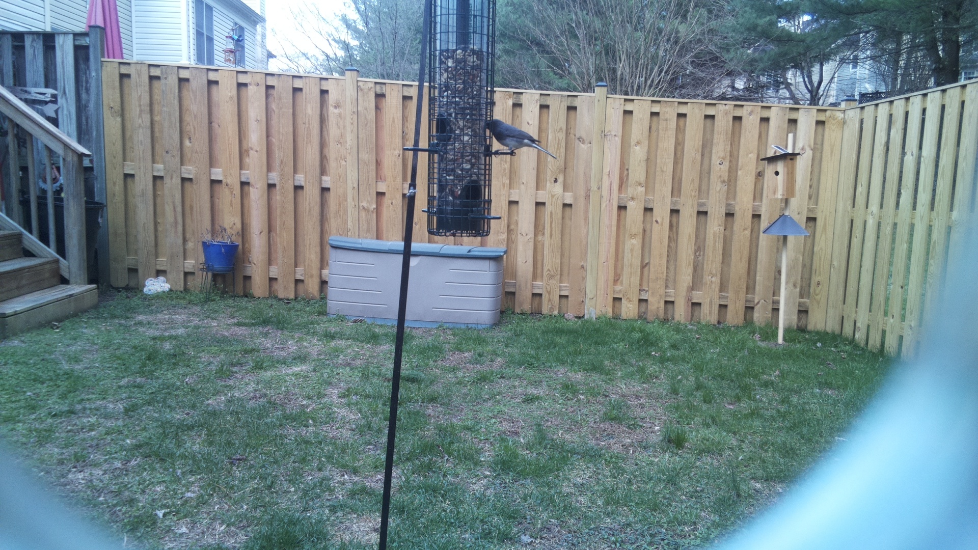 Blue Gray Gnatcatcher