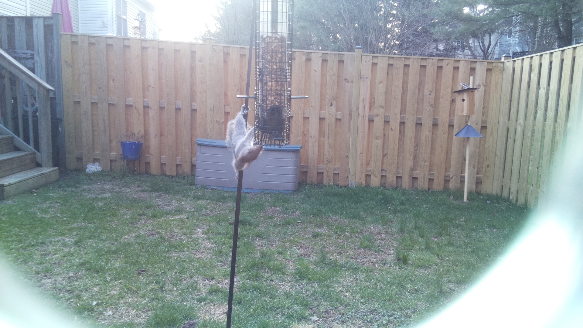 Red Billed Tropicbird