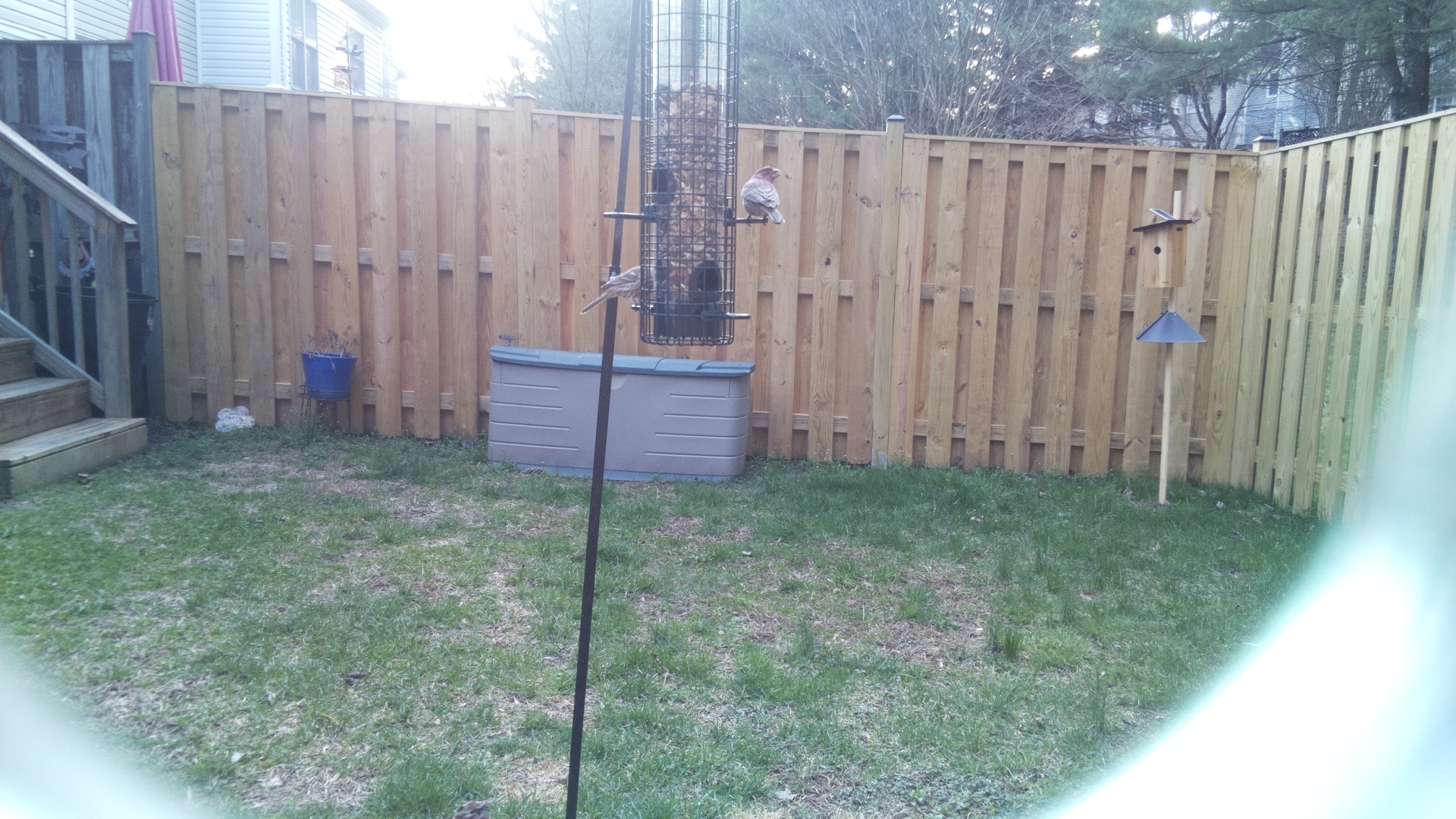 Rose Breasted Cockatoo