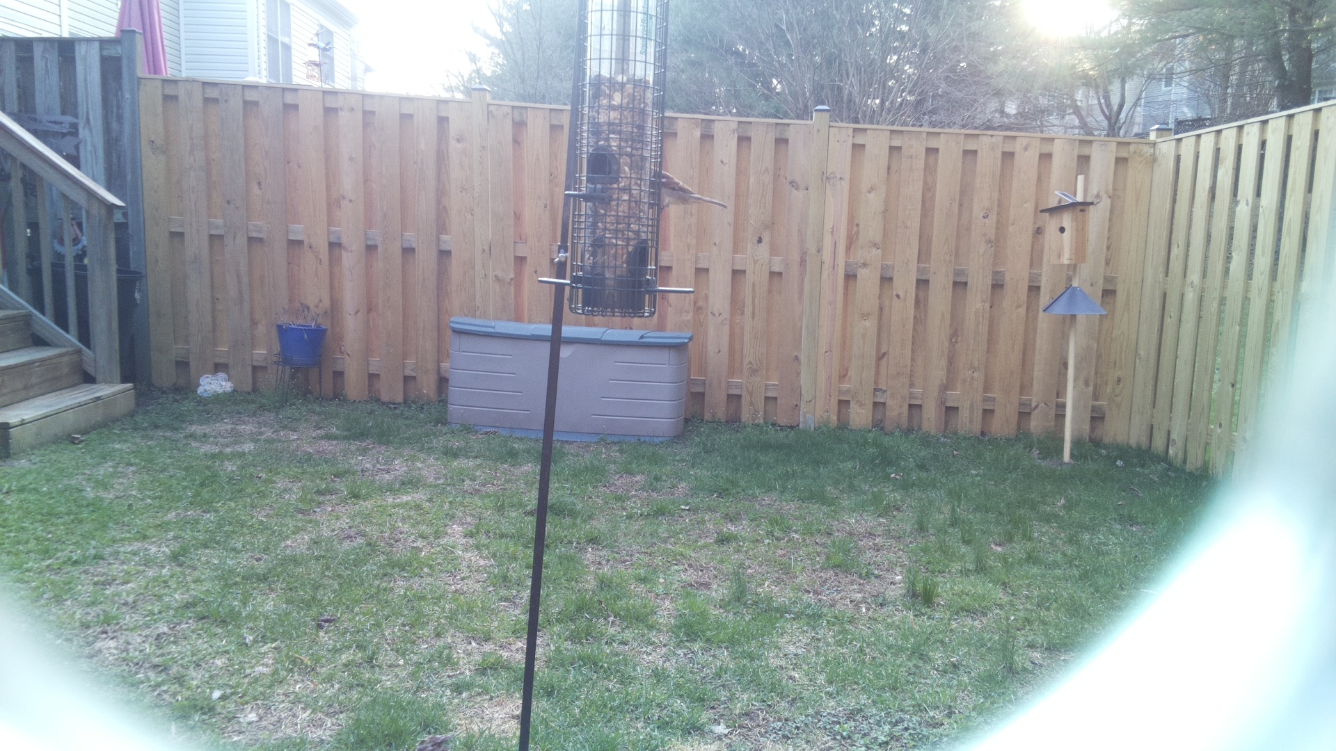 Red Billed Tropicbird