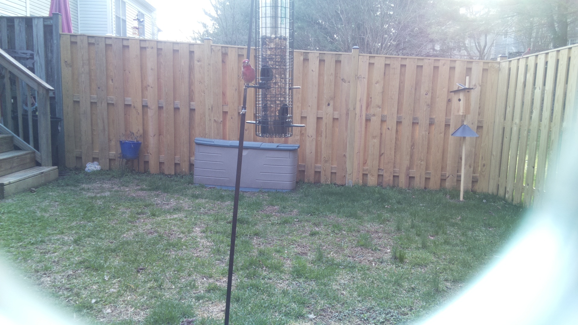 Rose Breasted Cockatoo