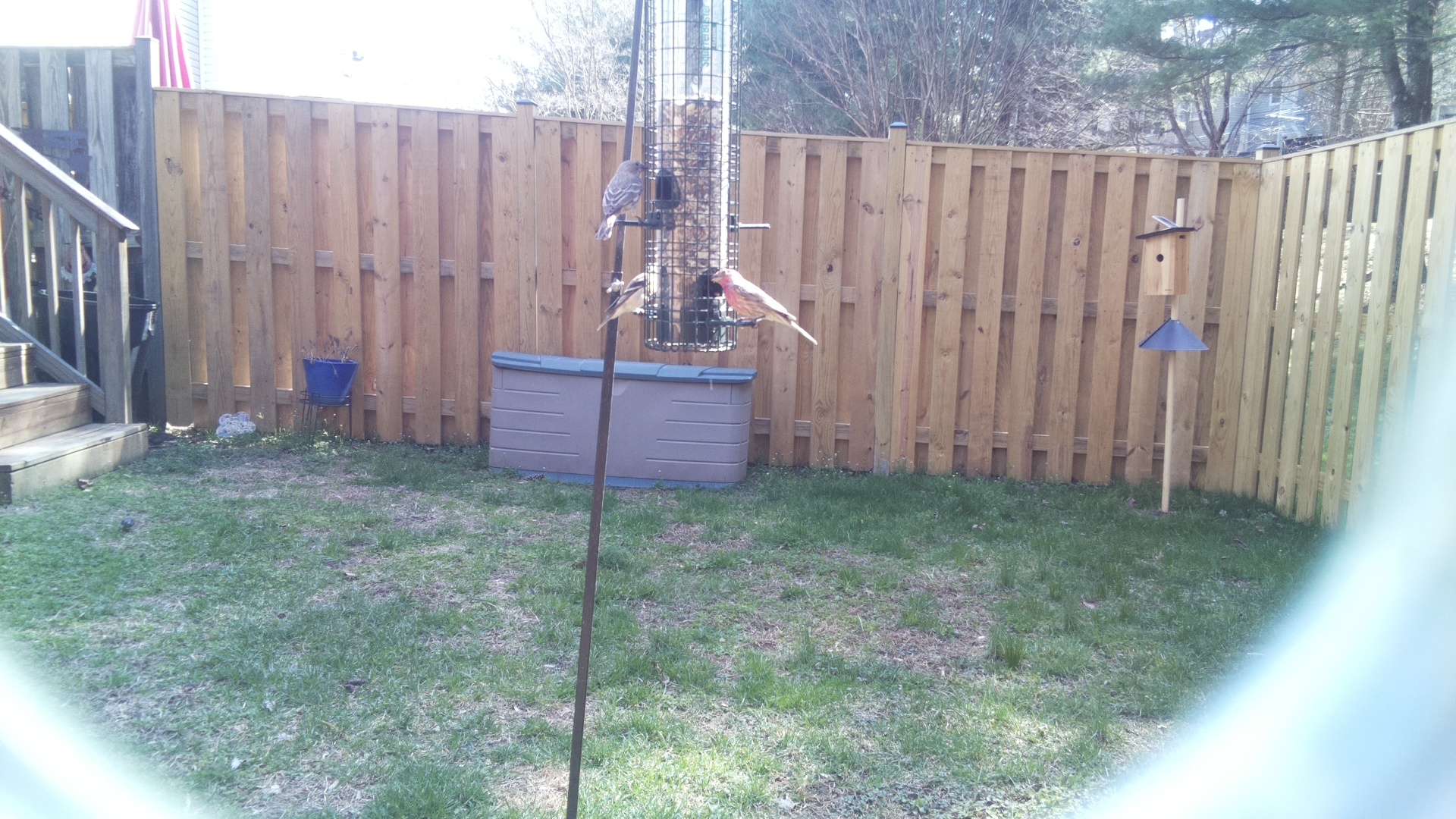 Rose Breasted Cockatoo