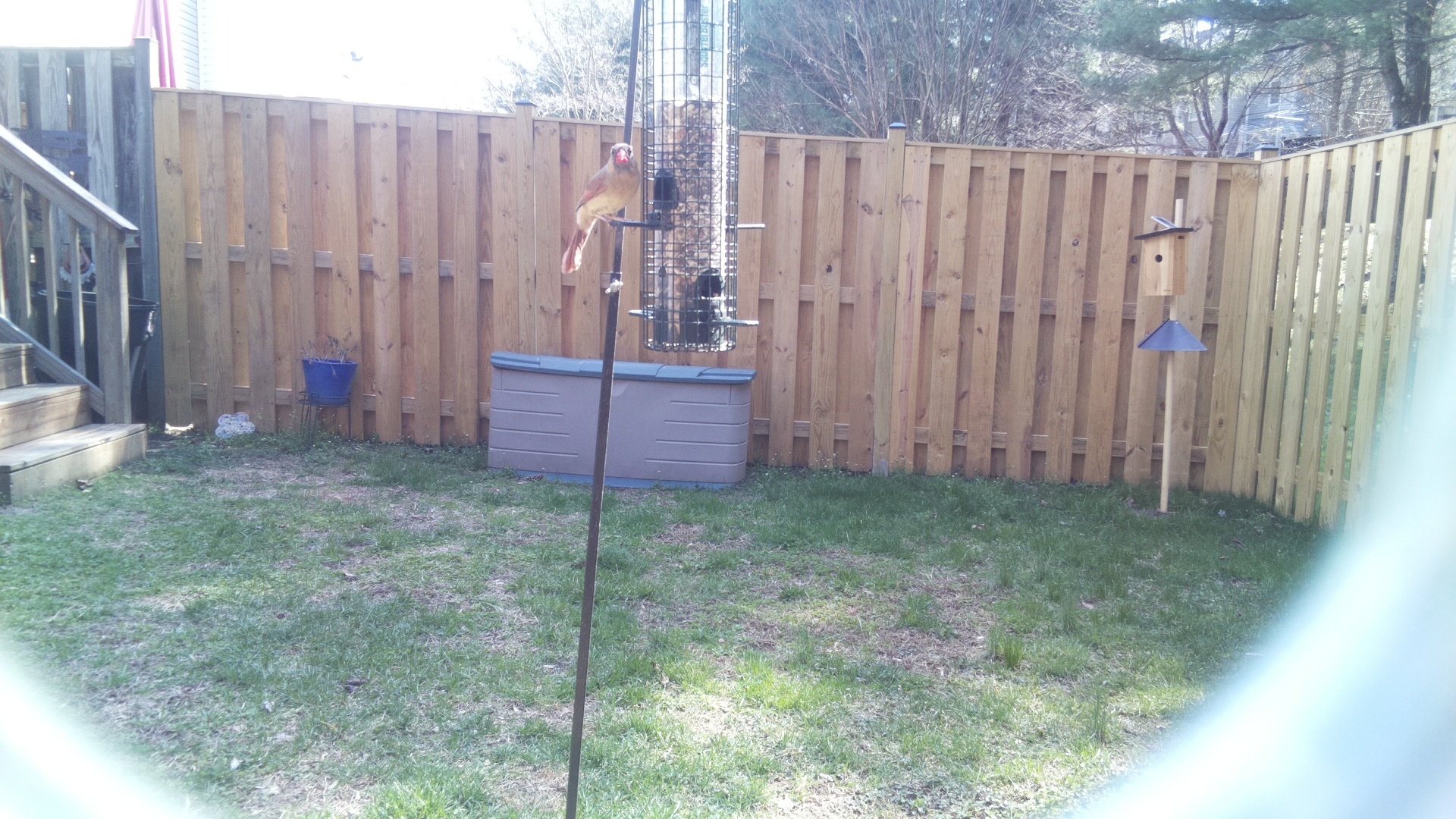 Grey Headed Chachalaca