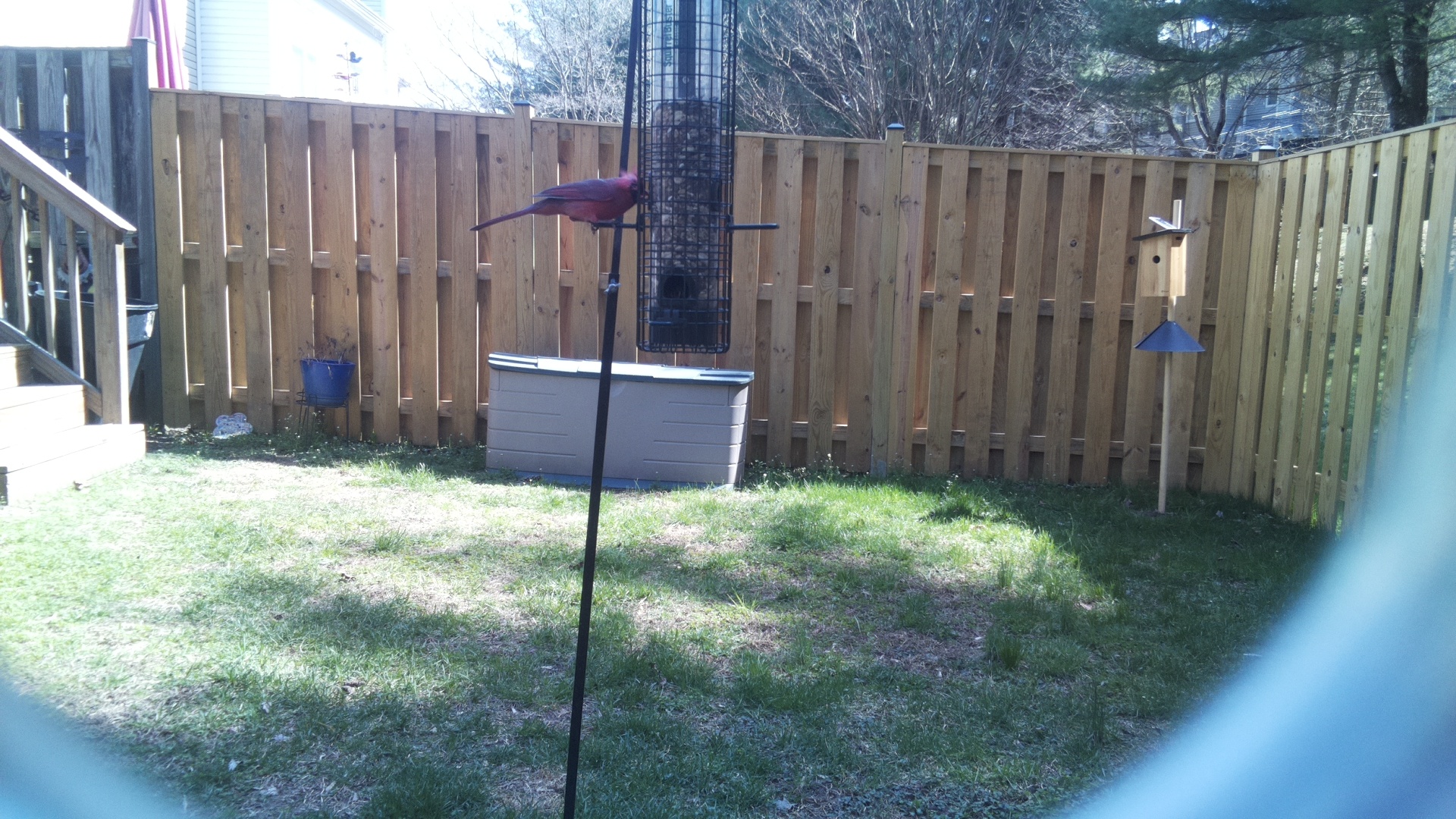 Rose Breasted Cockatoo