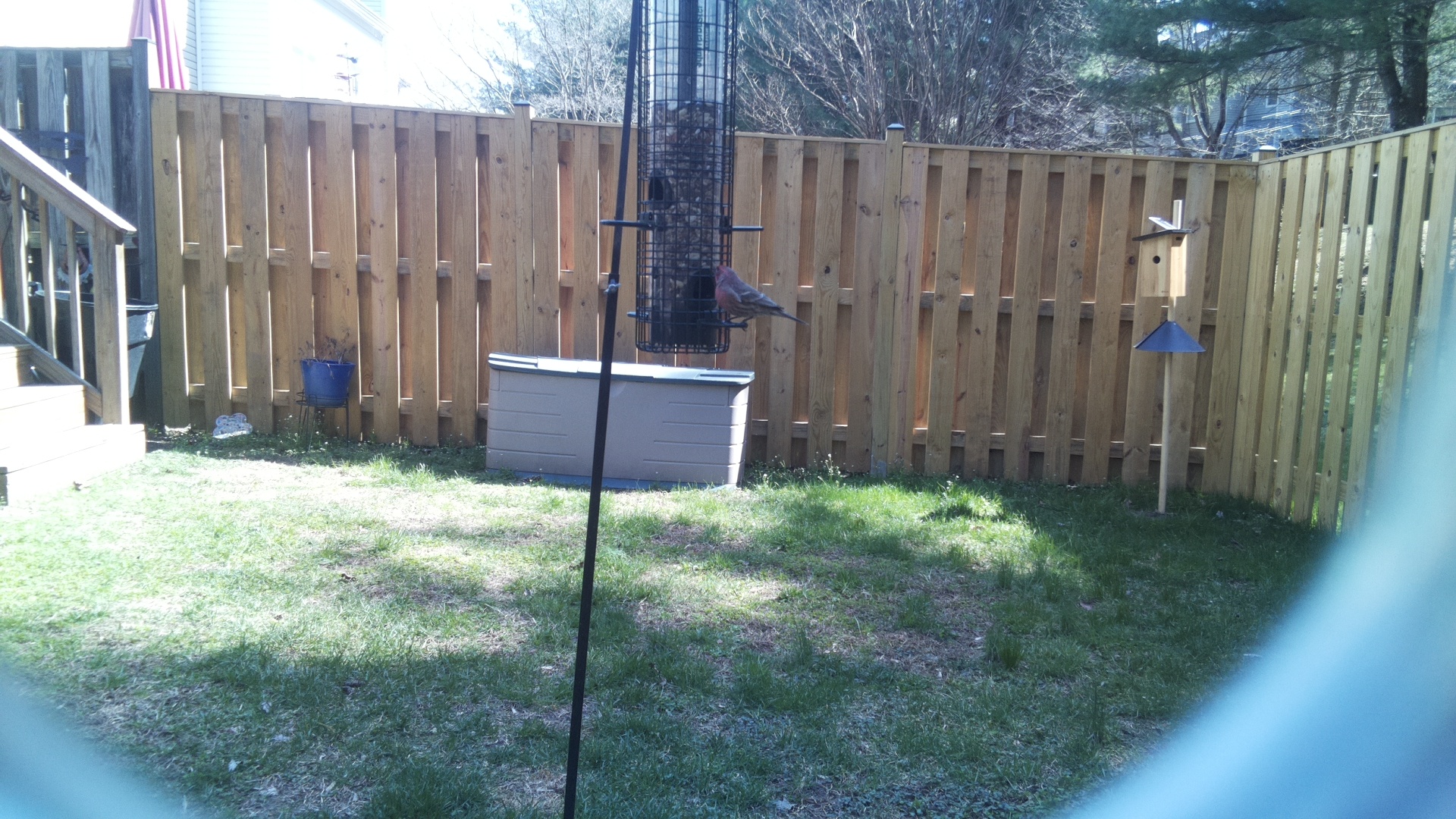 Rose Breasted Cockatoo