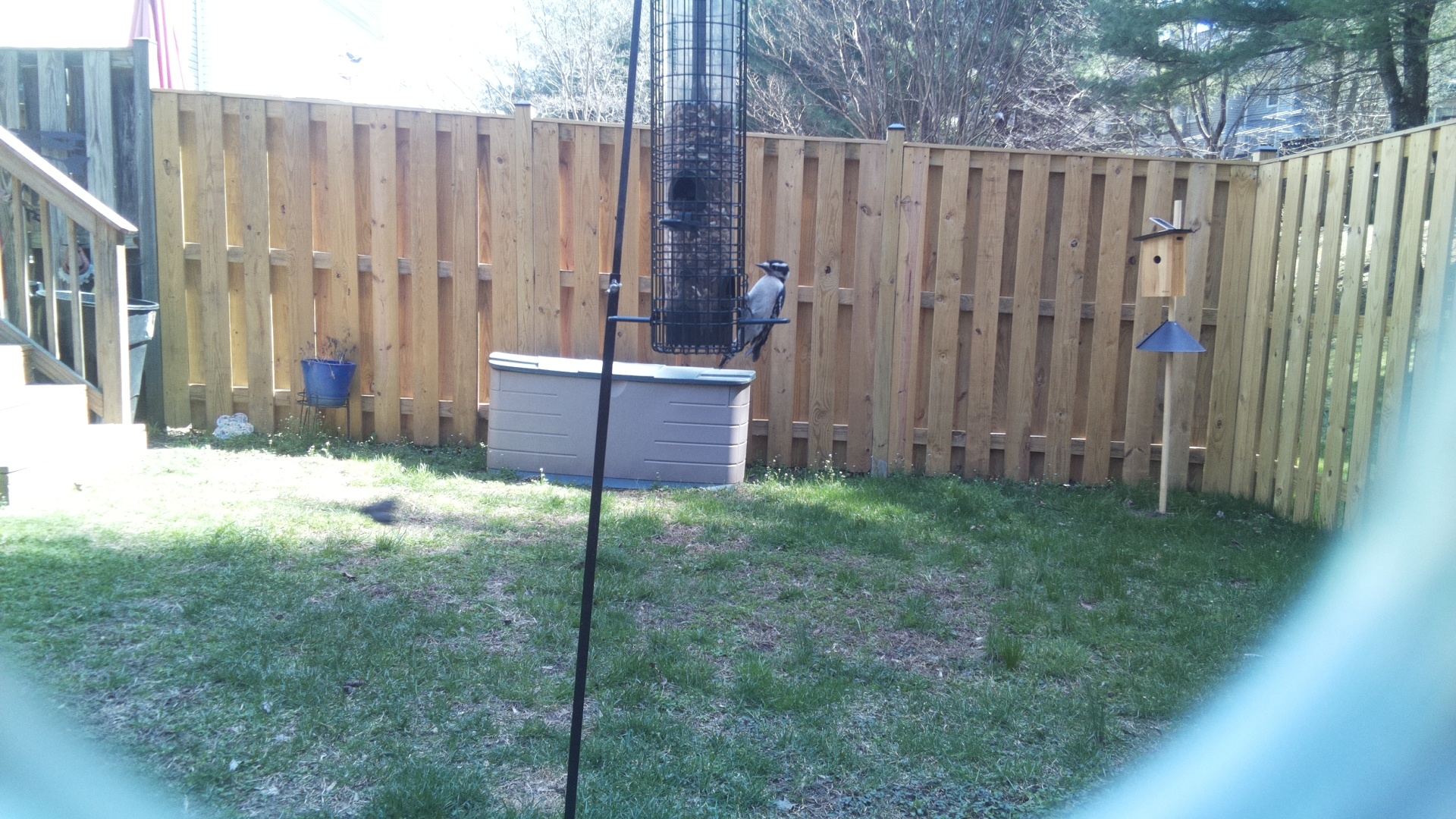 Black Breasted Puffbird