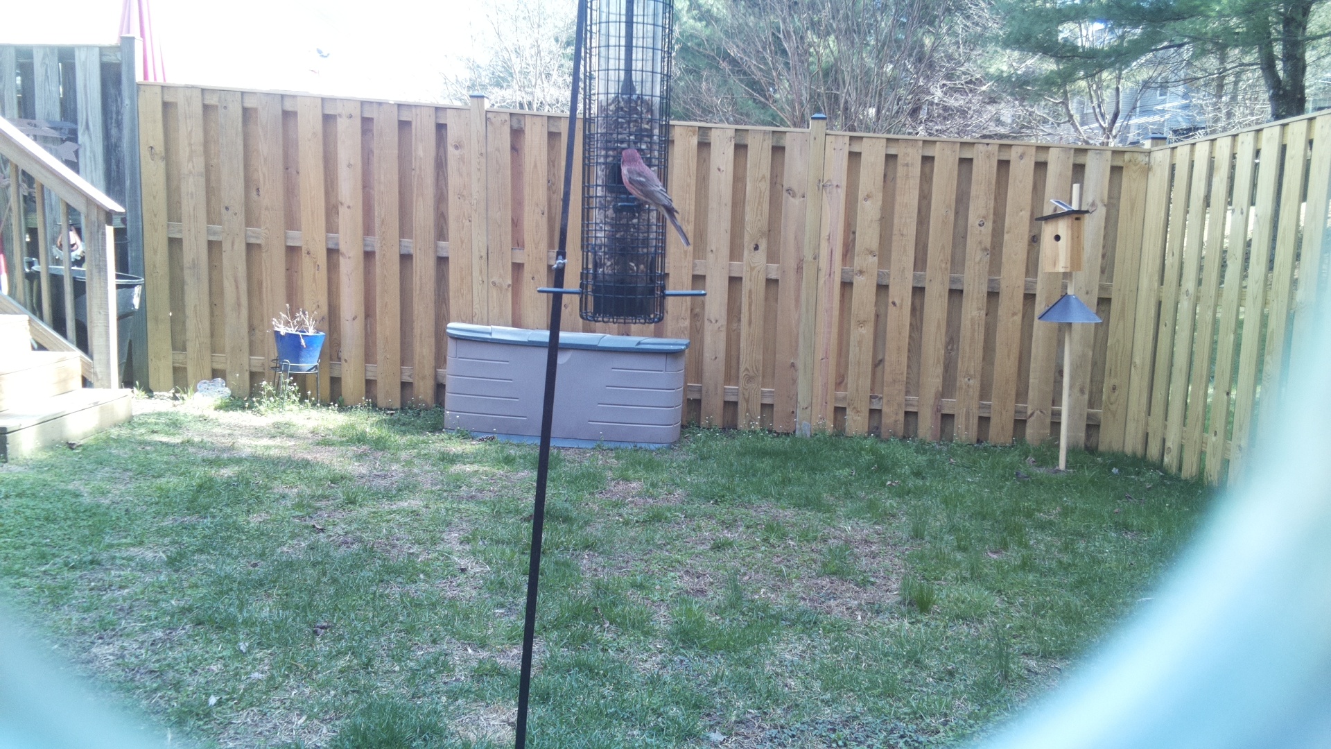 Rose Breasted Cockatoo