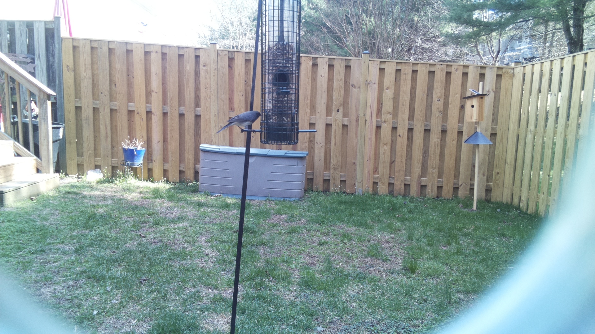 Blue Gray Gnatcatcher