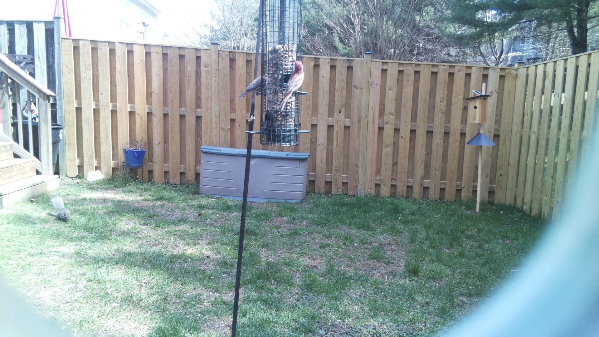 Rose Breasted Cockatoo