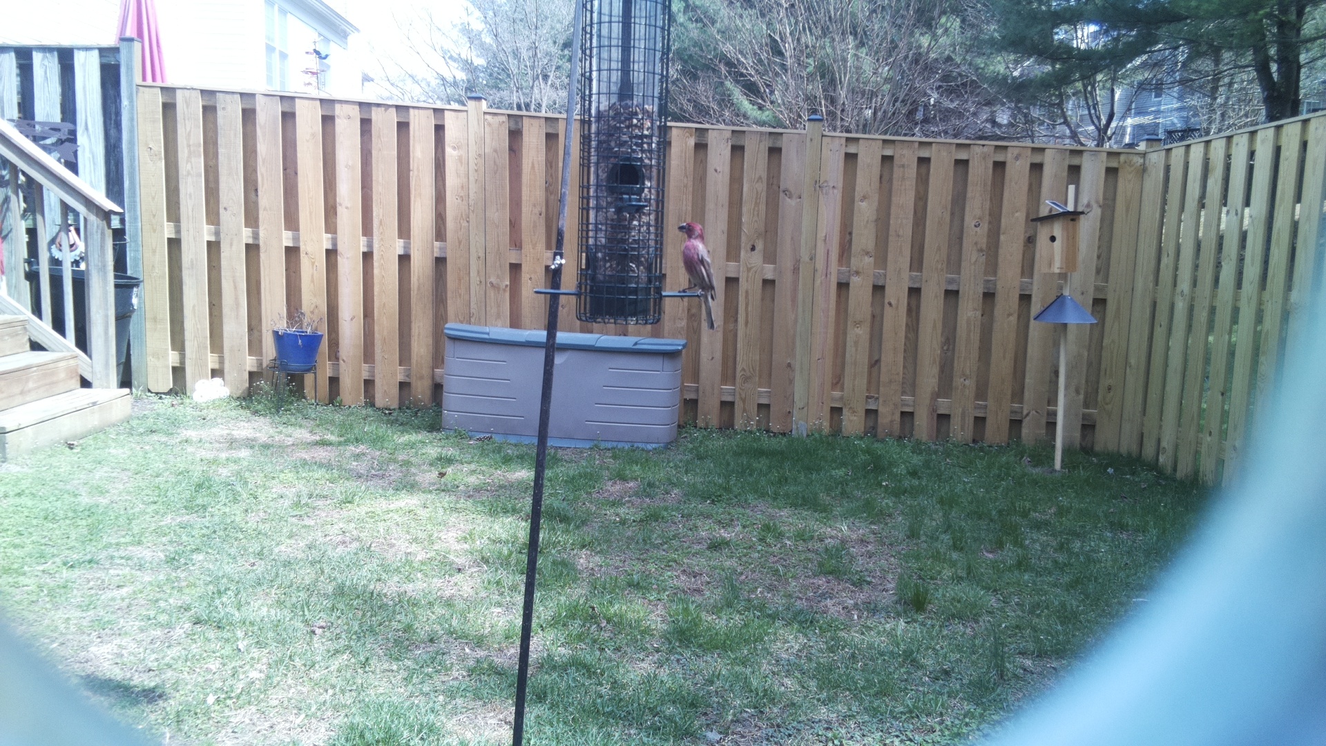 Red Headed Woodpecker