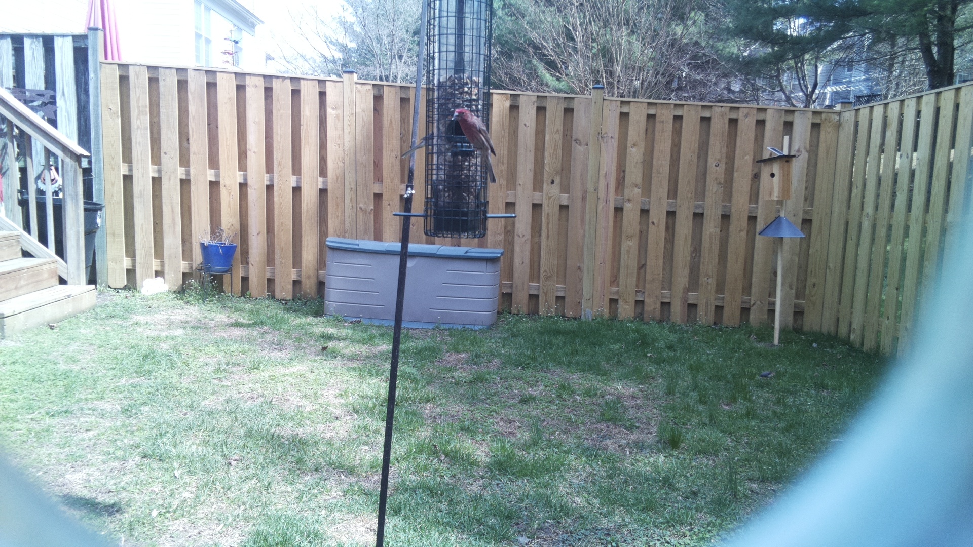Rose Breasted Cockatoo