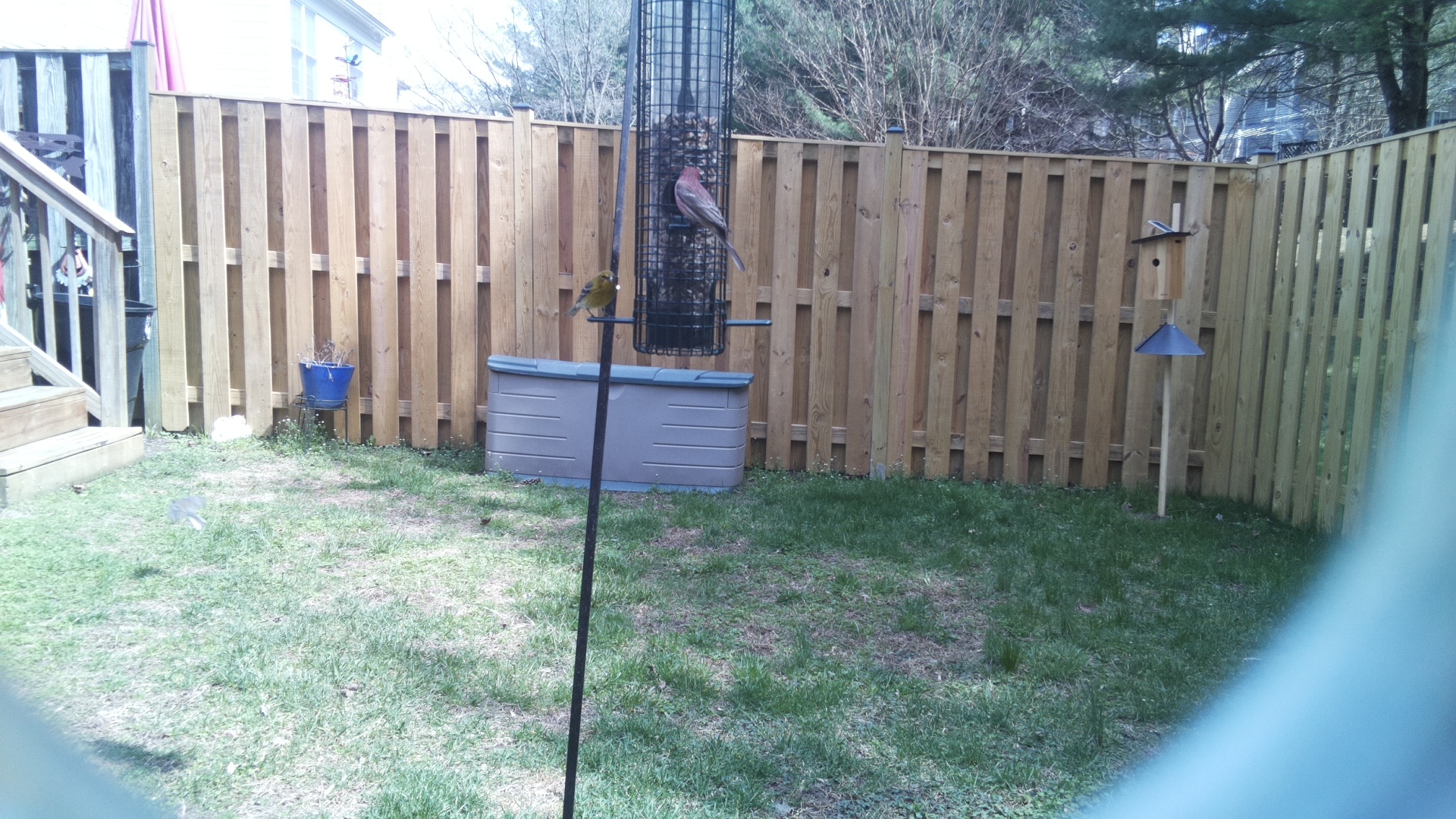 Patagonian Sierra Finch