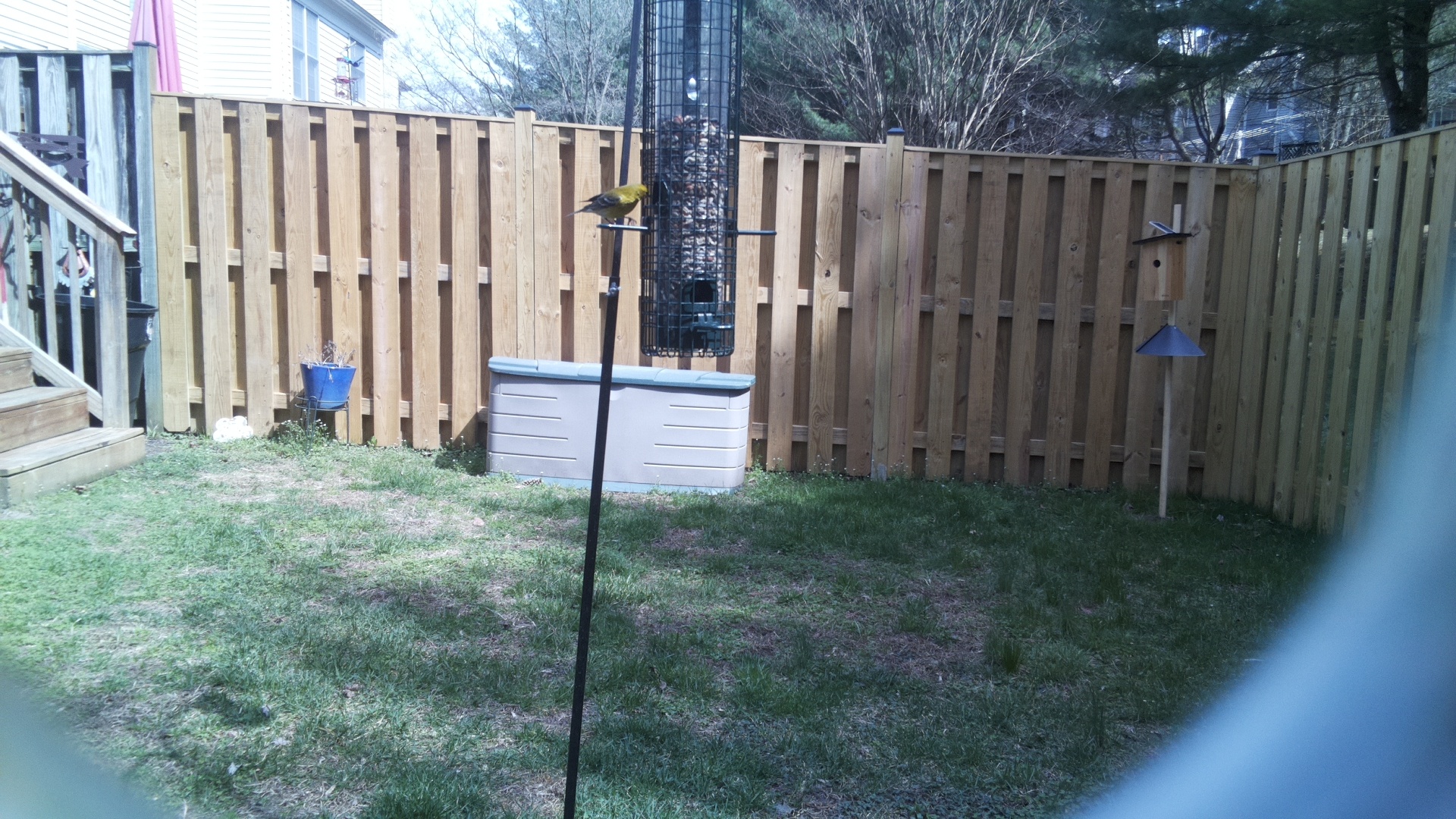 Altamira Yellowthroat