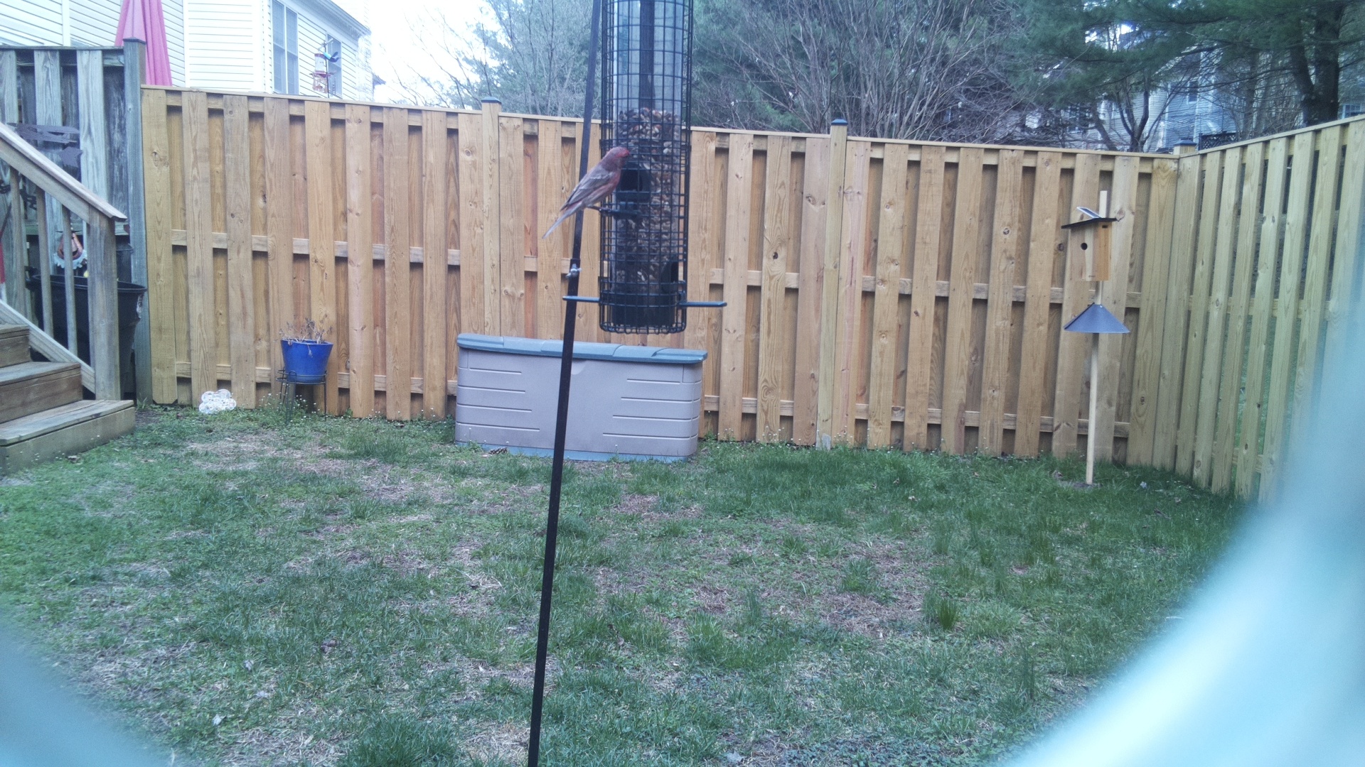 Rose Breasted Cockatoo