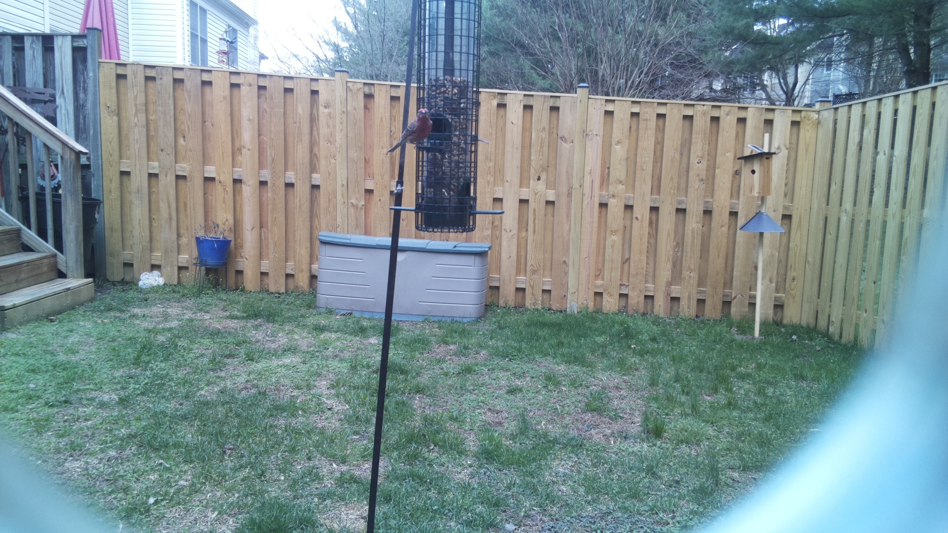 Rose Breasted Cockatoo