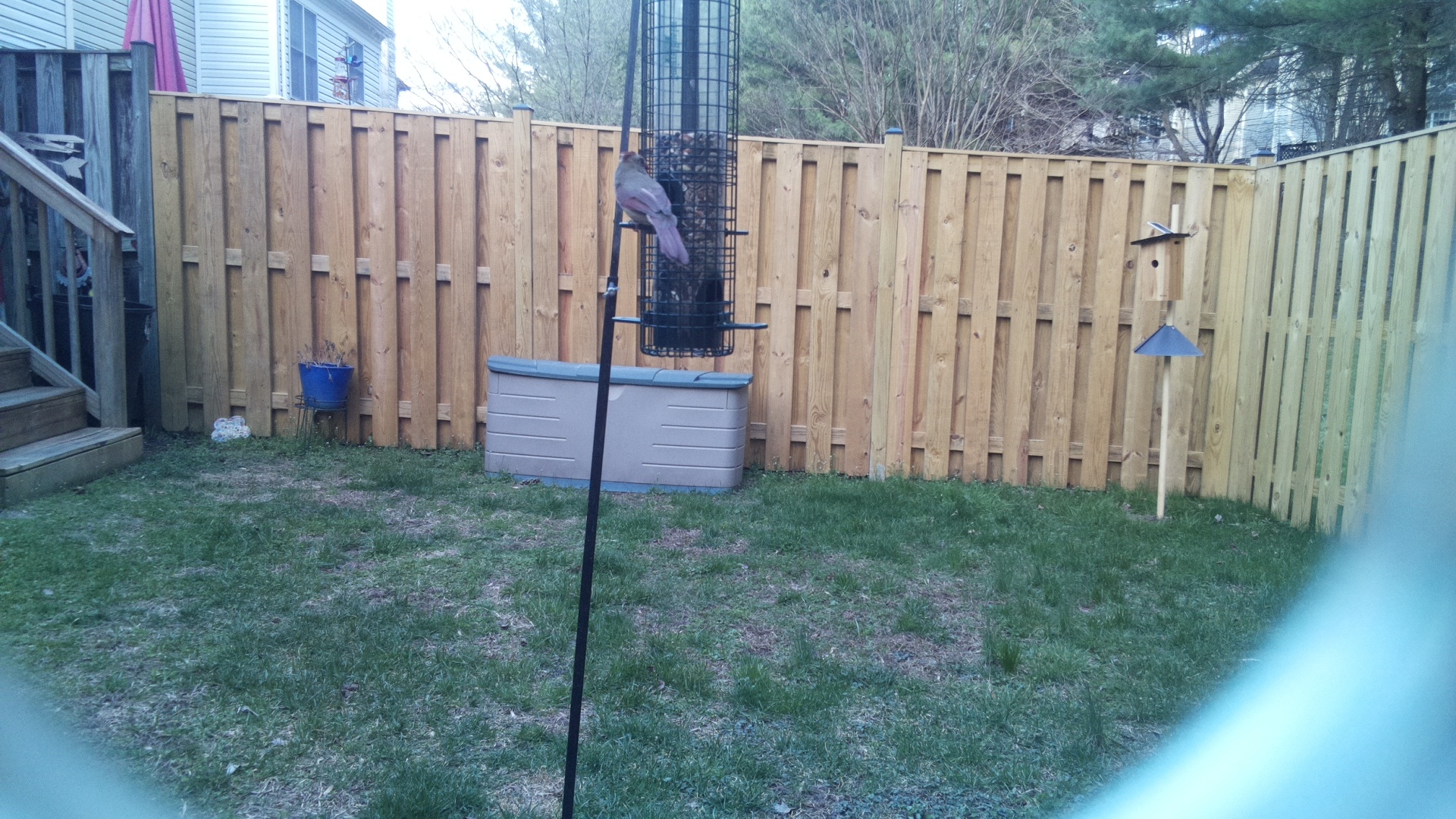 Rose Breasted Cockatoo