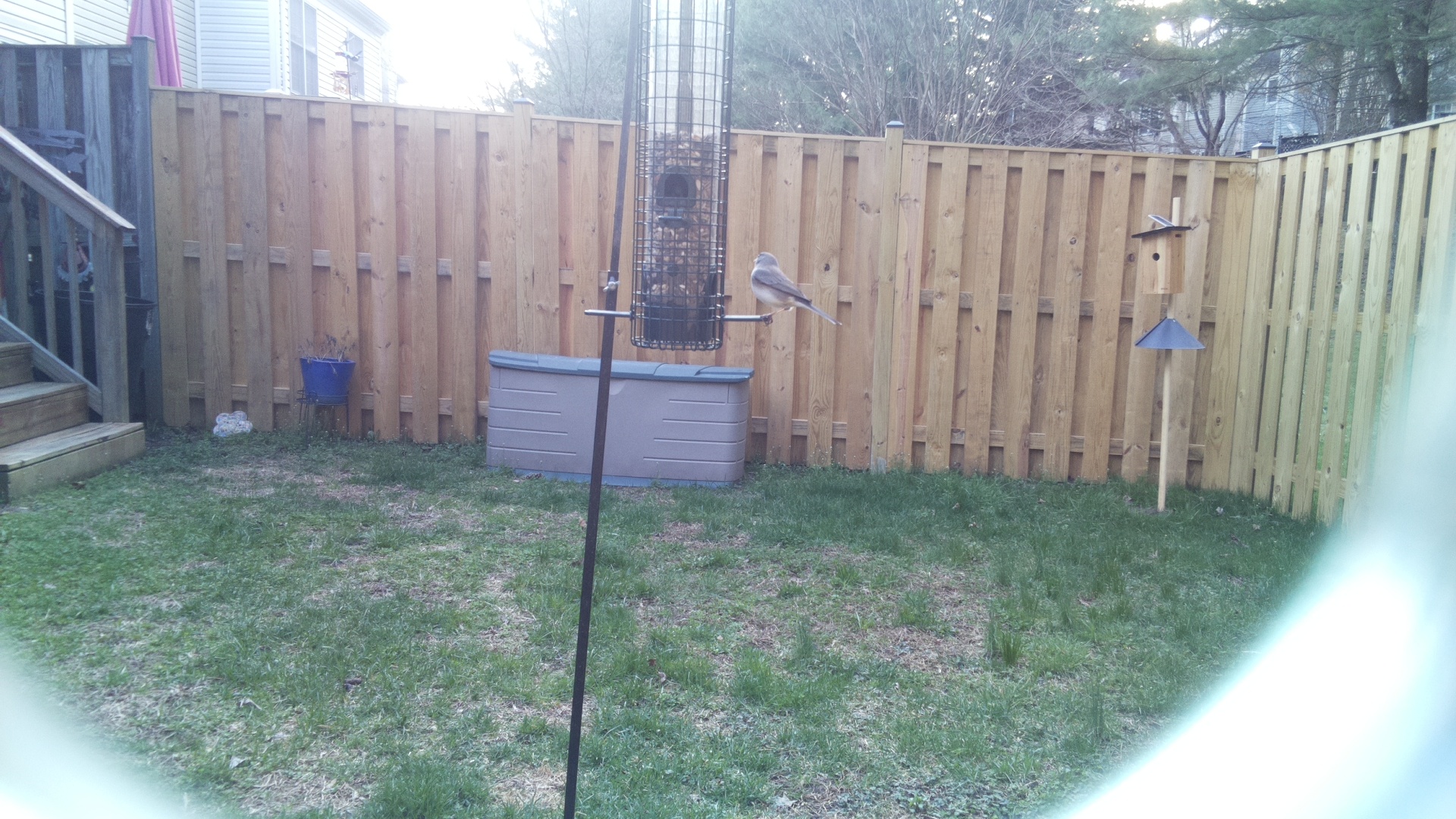 Blue Gray Gnatcatcher