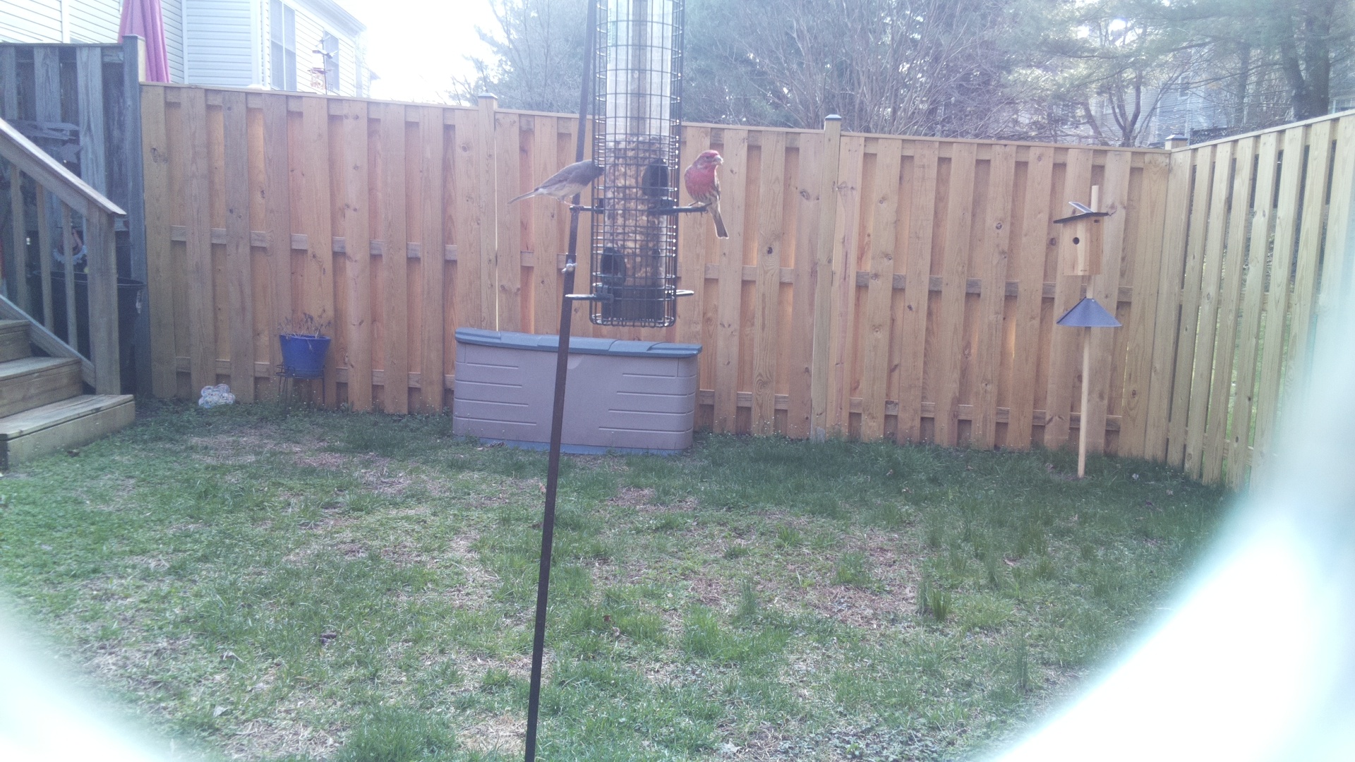 Rose Breasted Cockatoo