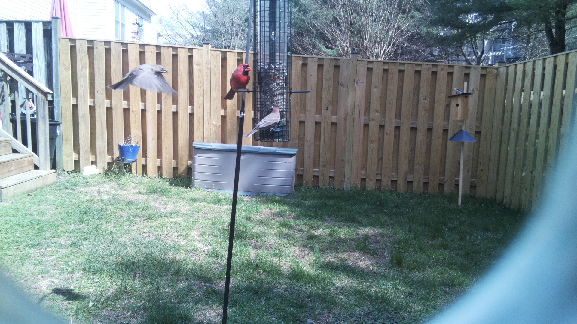 Rose Breasted Cockatoo