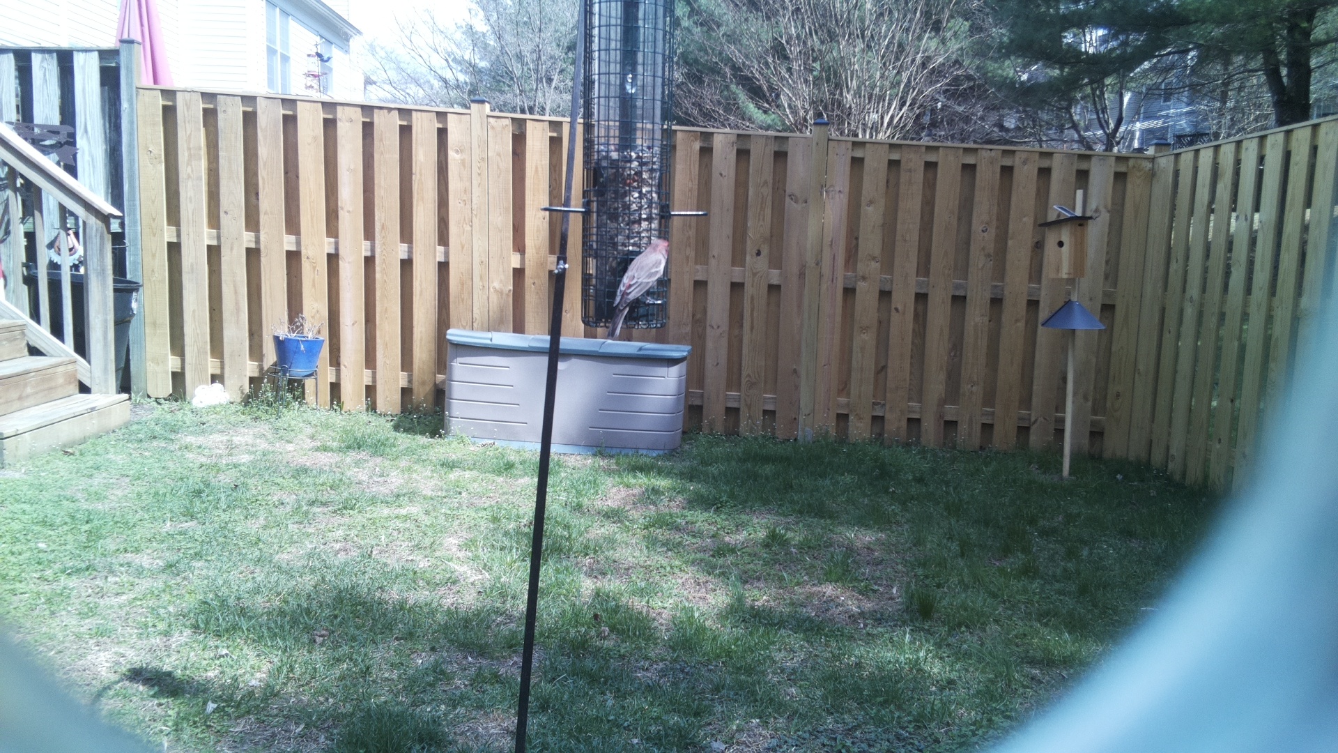 Rose Breasted Cockatoo