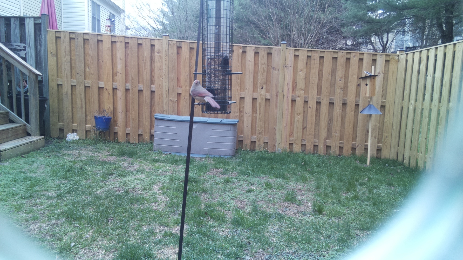 Rose Breasted Cockatoo