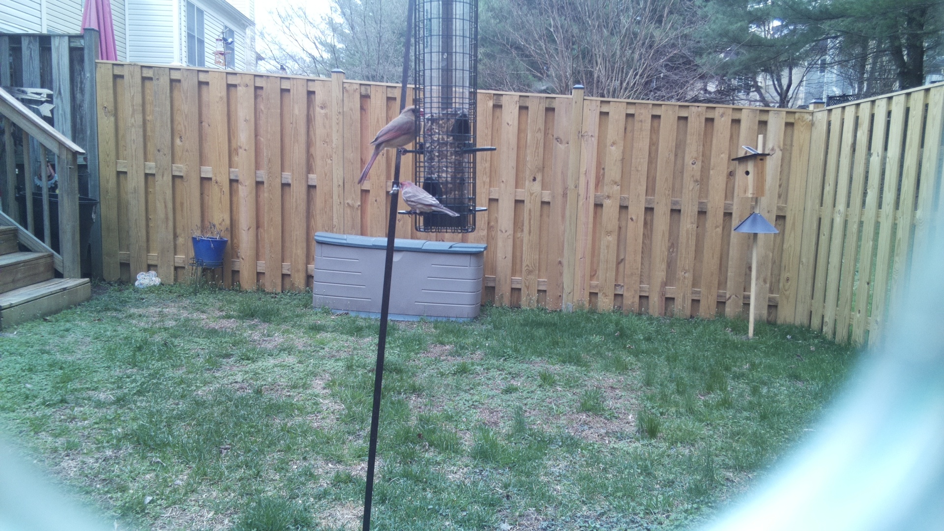 Rose Breasted Cockatoo