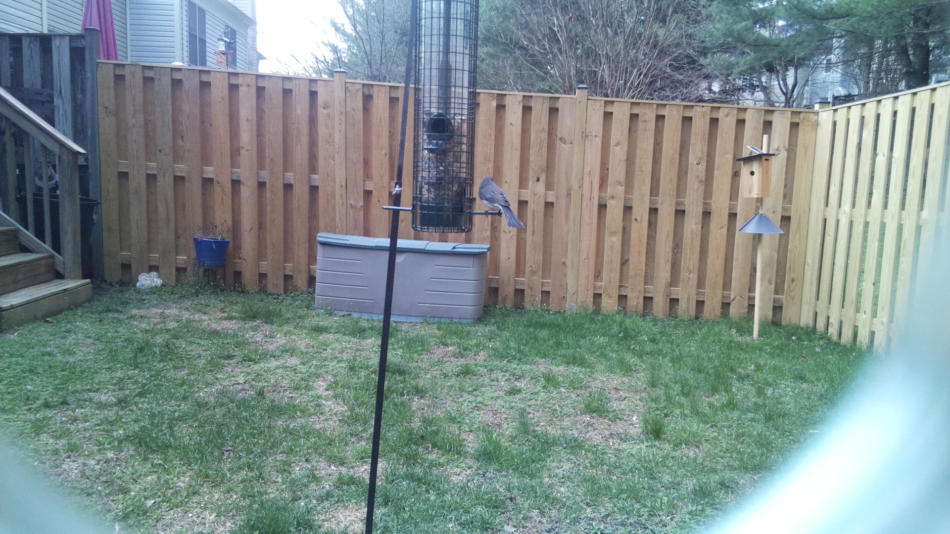 Blue Gray Gnatcatcher