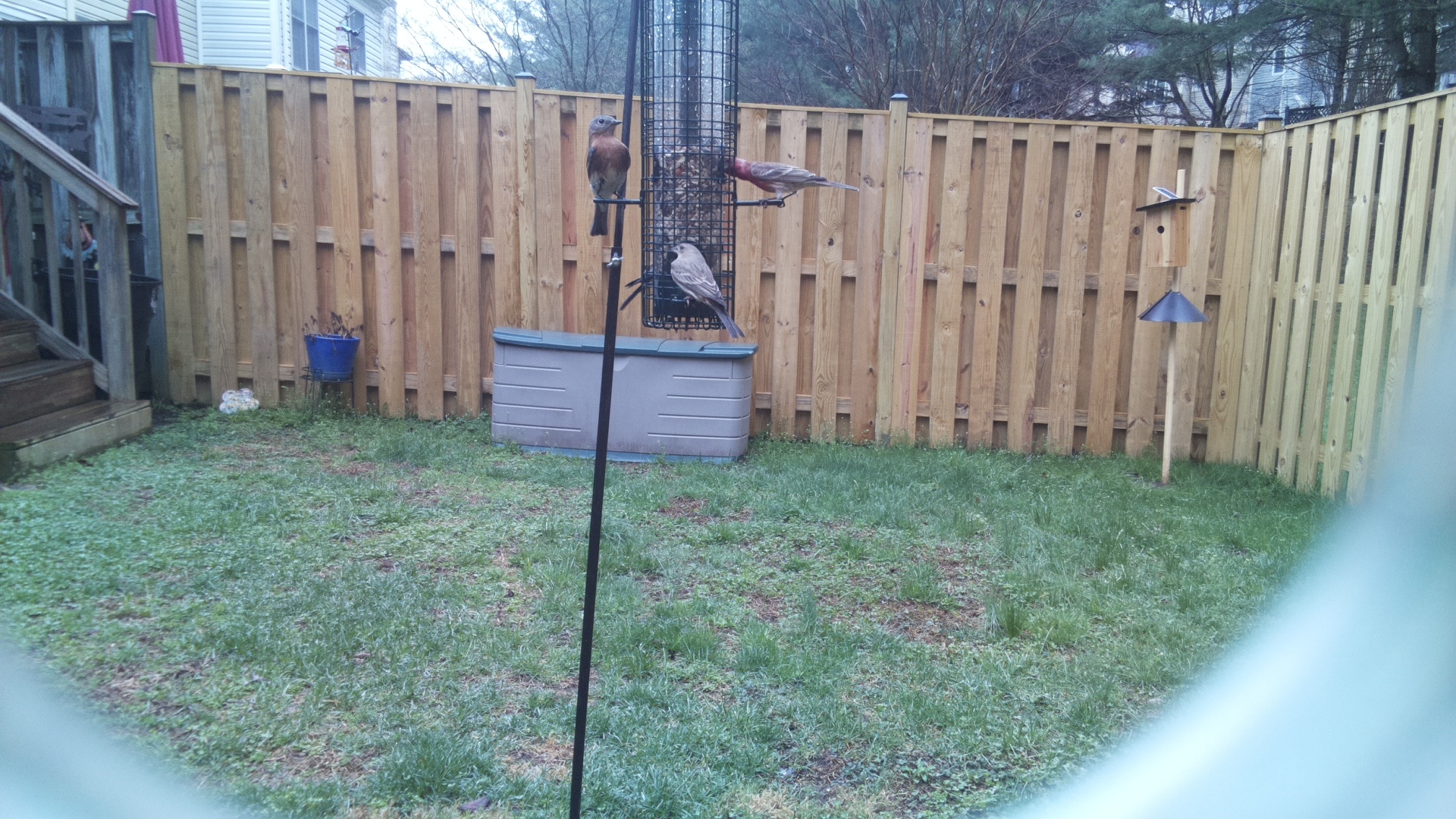 Rose Breasted Cockatoo