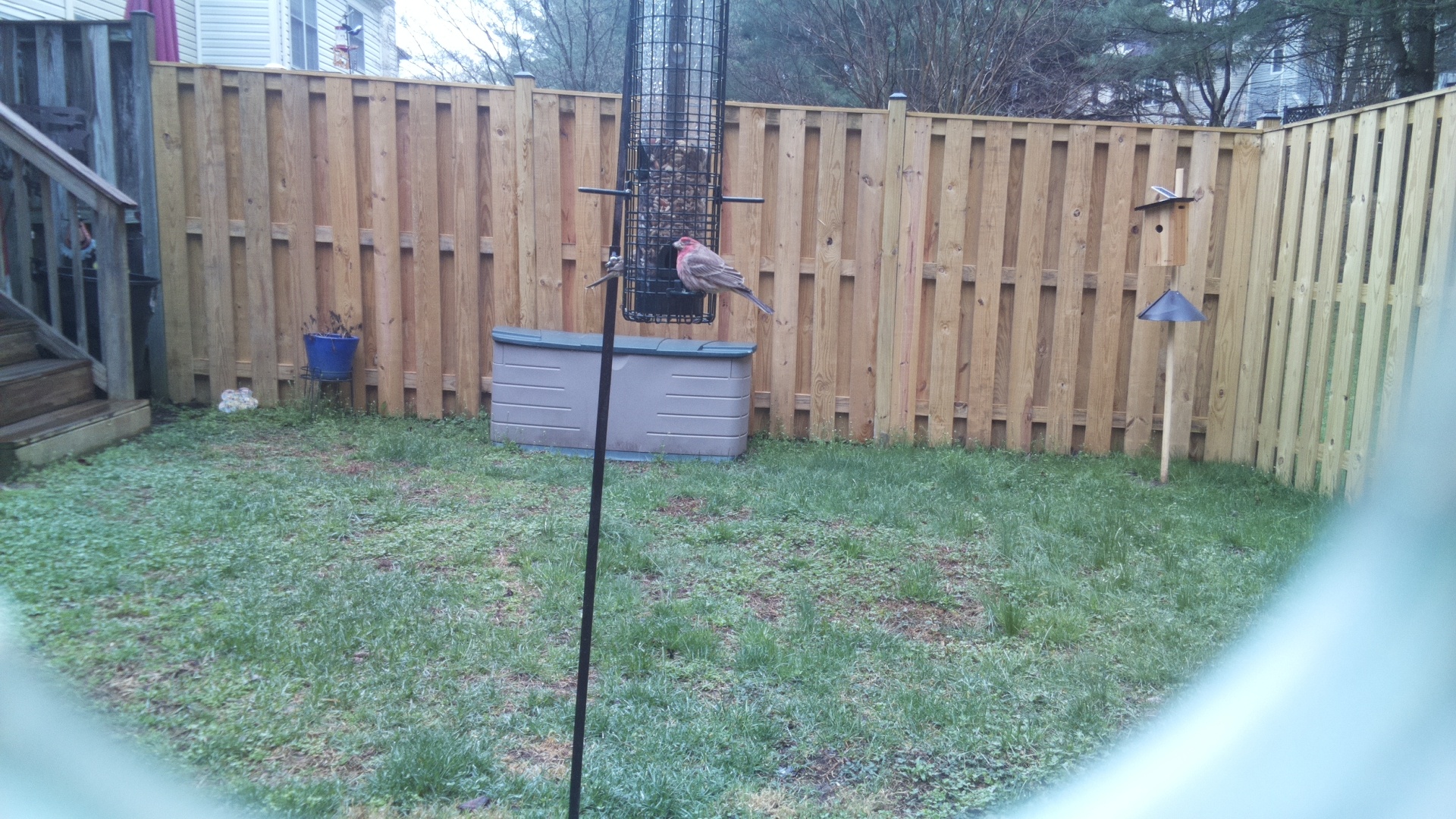 Rose Breasted Cockatoo