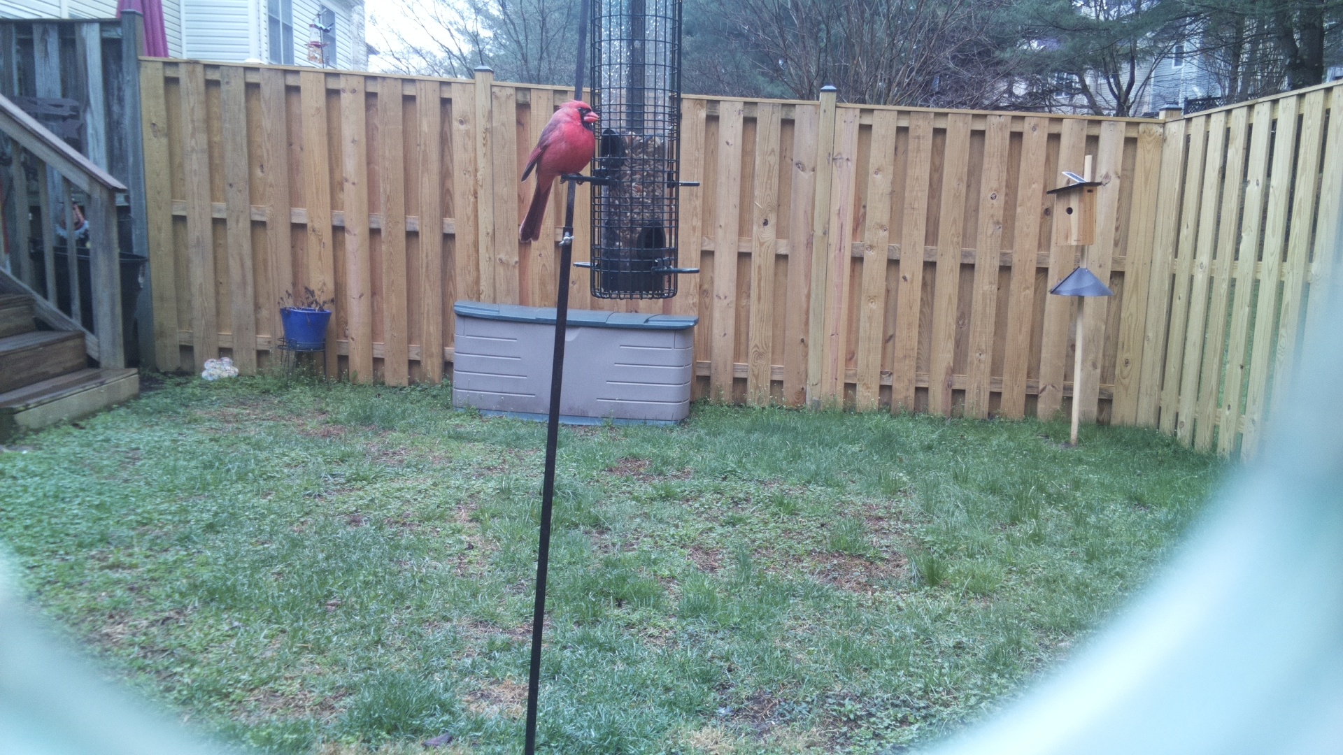 Northern Cardinal