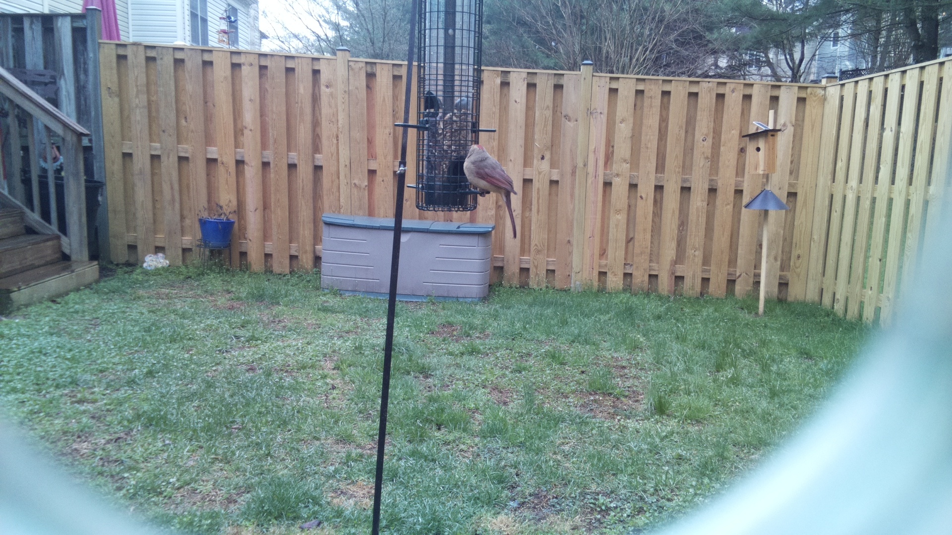 Rose Breasted Cockatoo