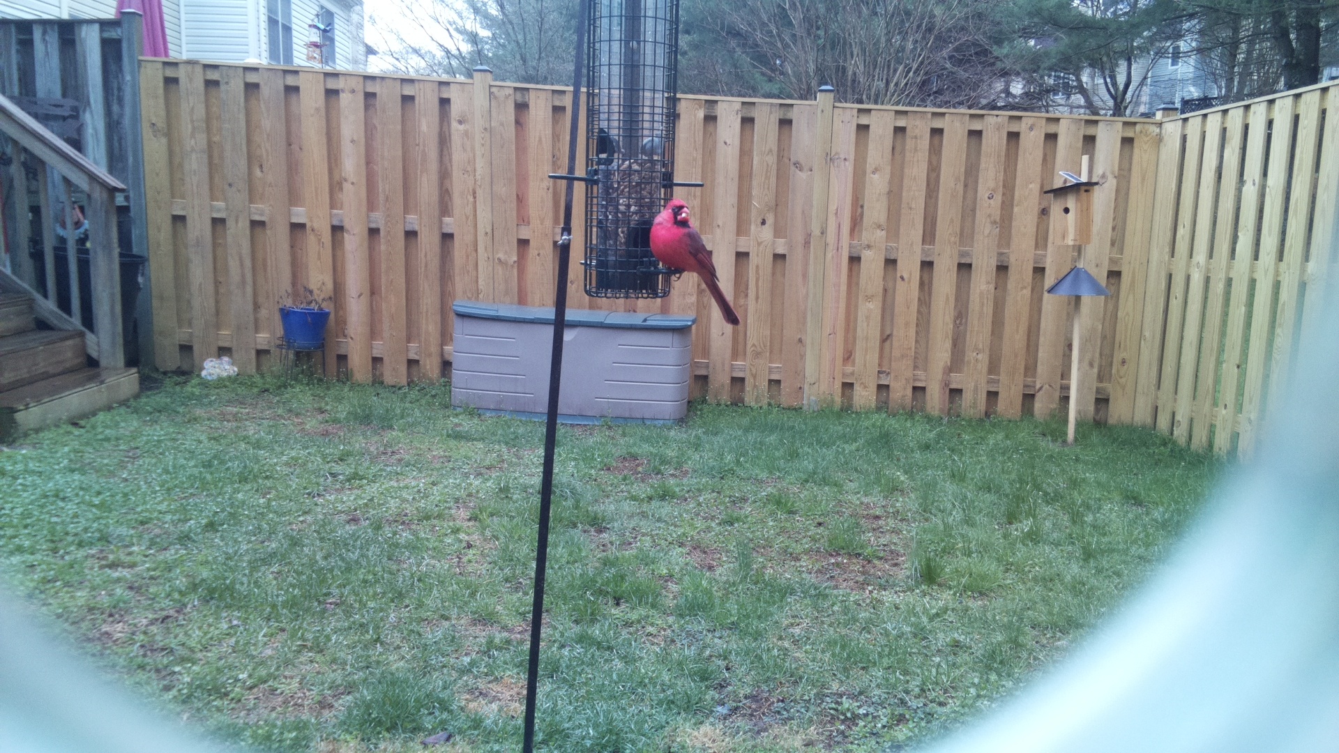 Northern Cardinal