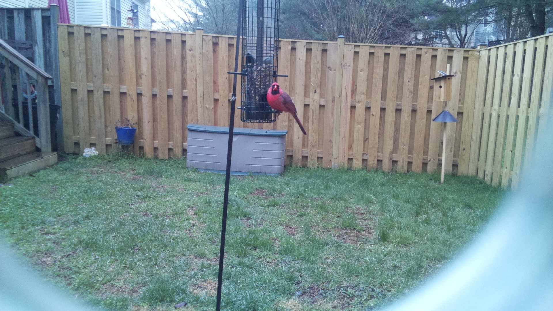 Northern Cardinal