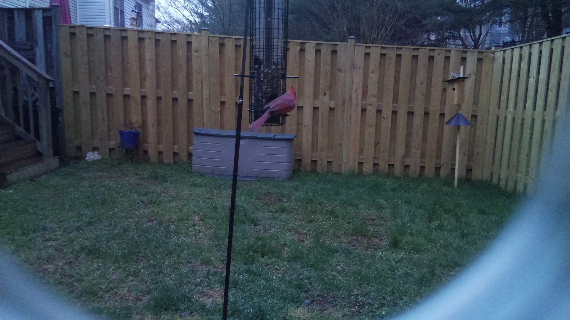 Rose Breasted Cockatoo