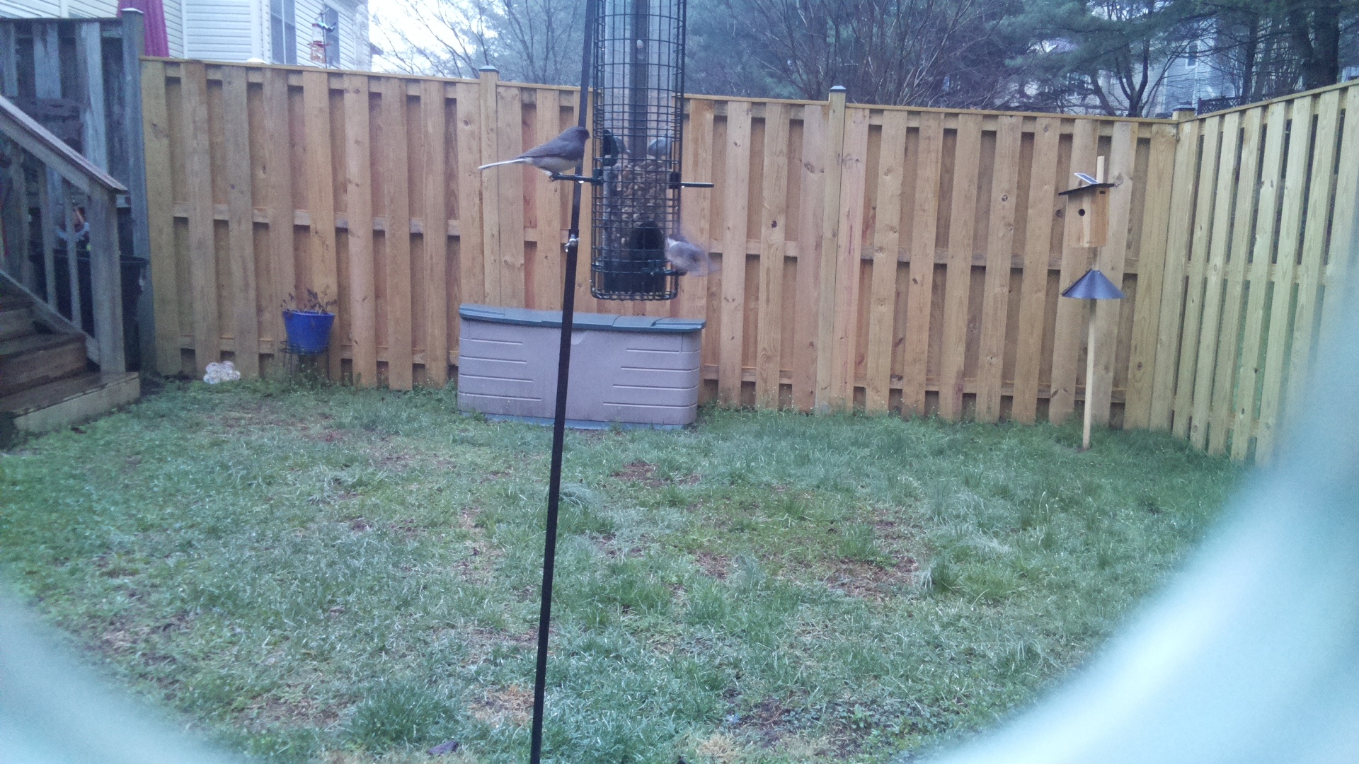 Blue Gray Gnatcatcher