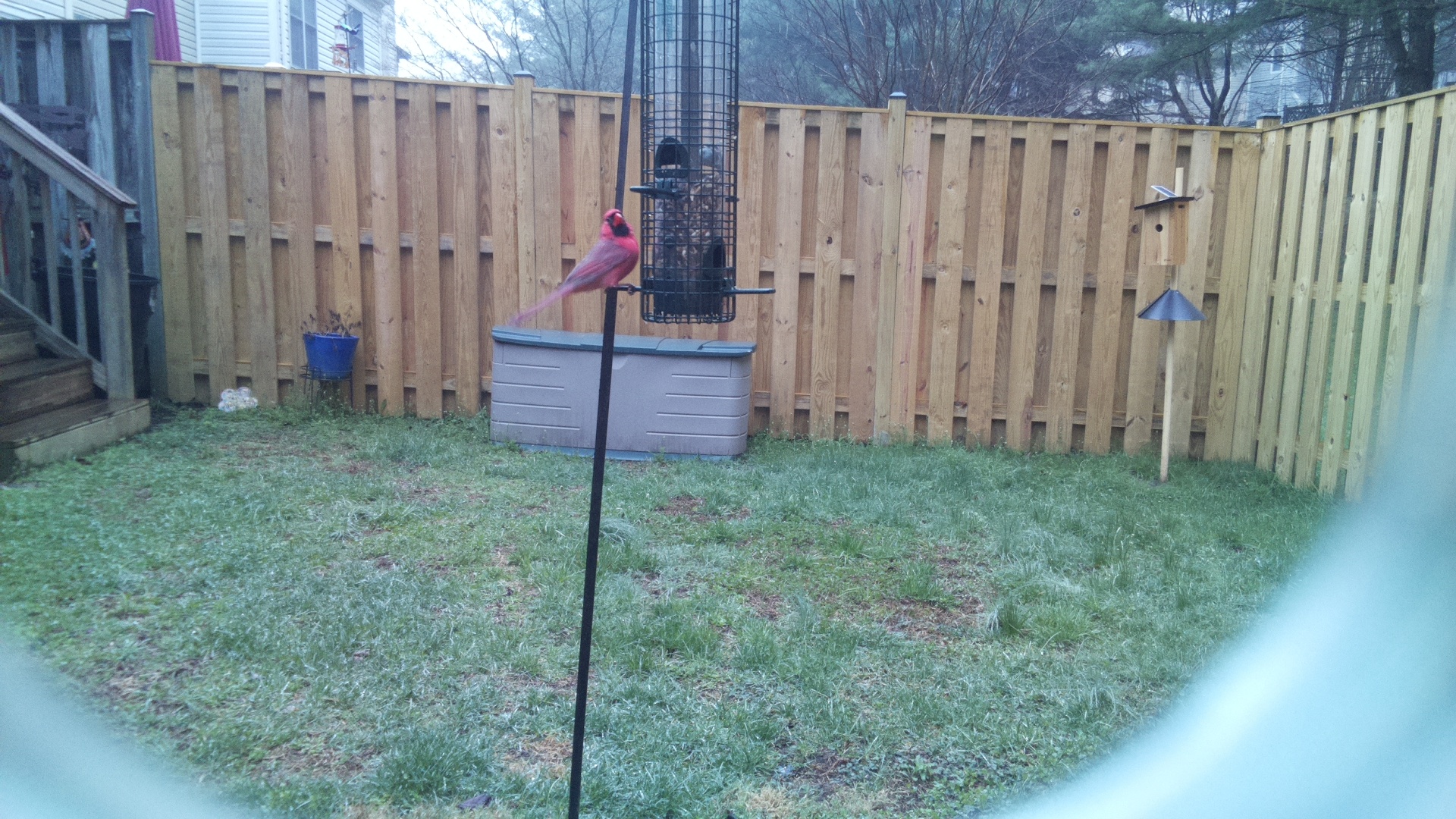 Northern Cardinal