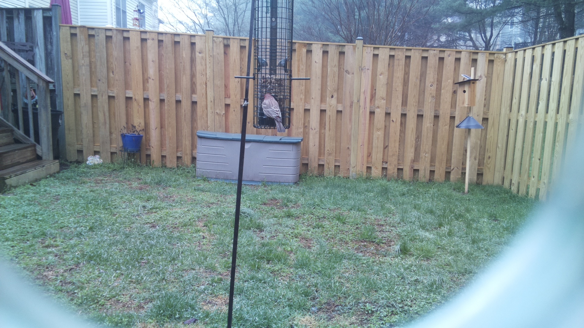 Rose Breasted Cockatoo