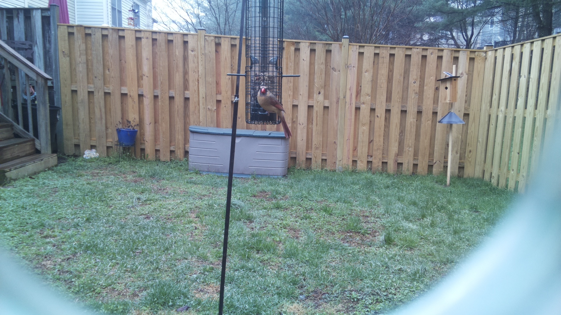 Grey Headed Chachalaca