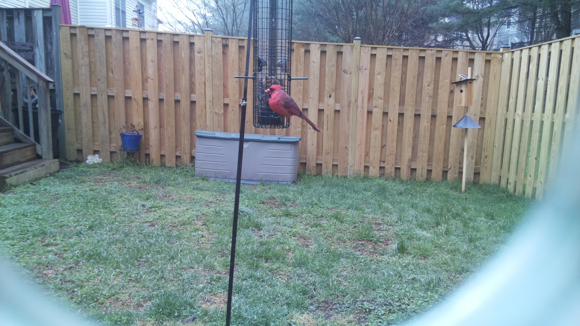 Northern Cardinal