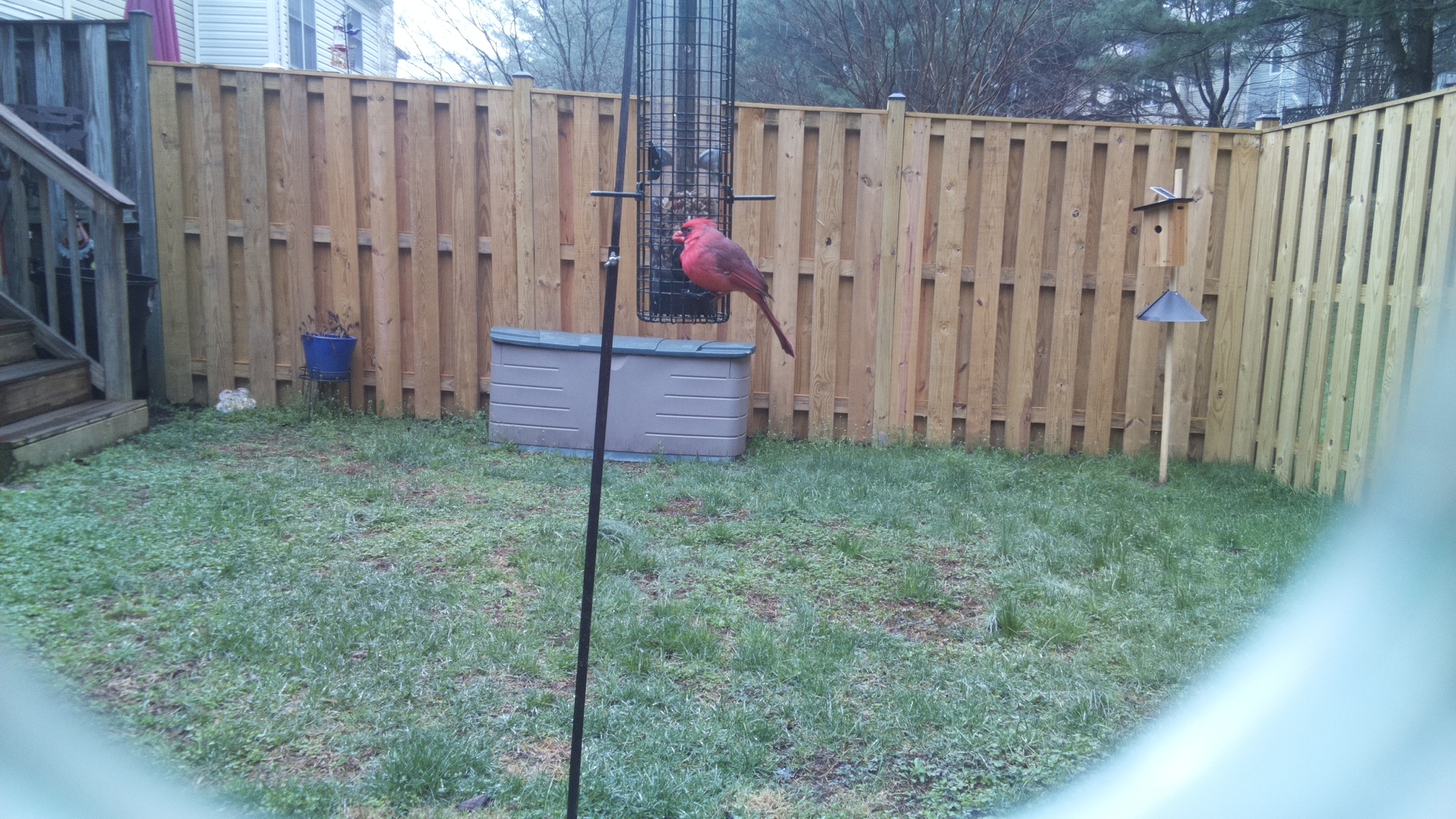 Northern Cardinal